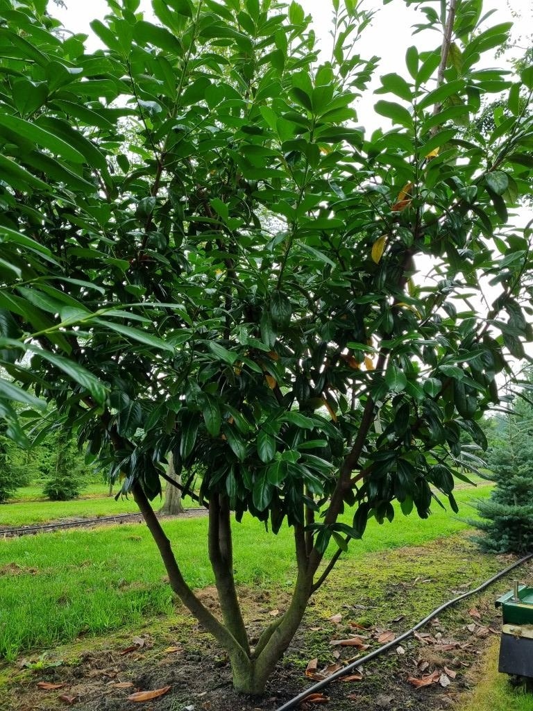 Prunus laurocerasus 'Novita' ist ein immergrner mehrstmmiger Baum