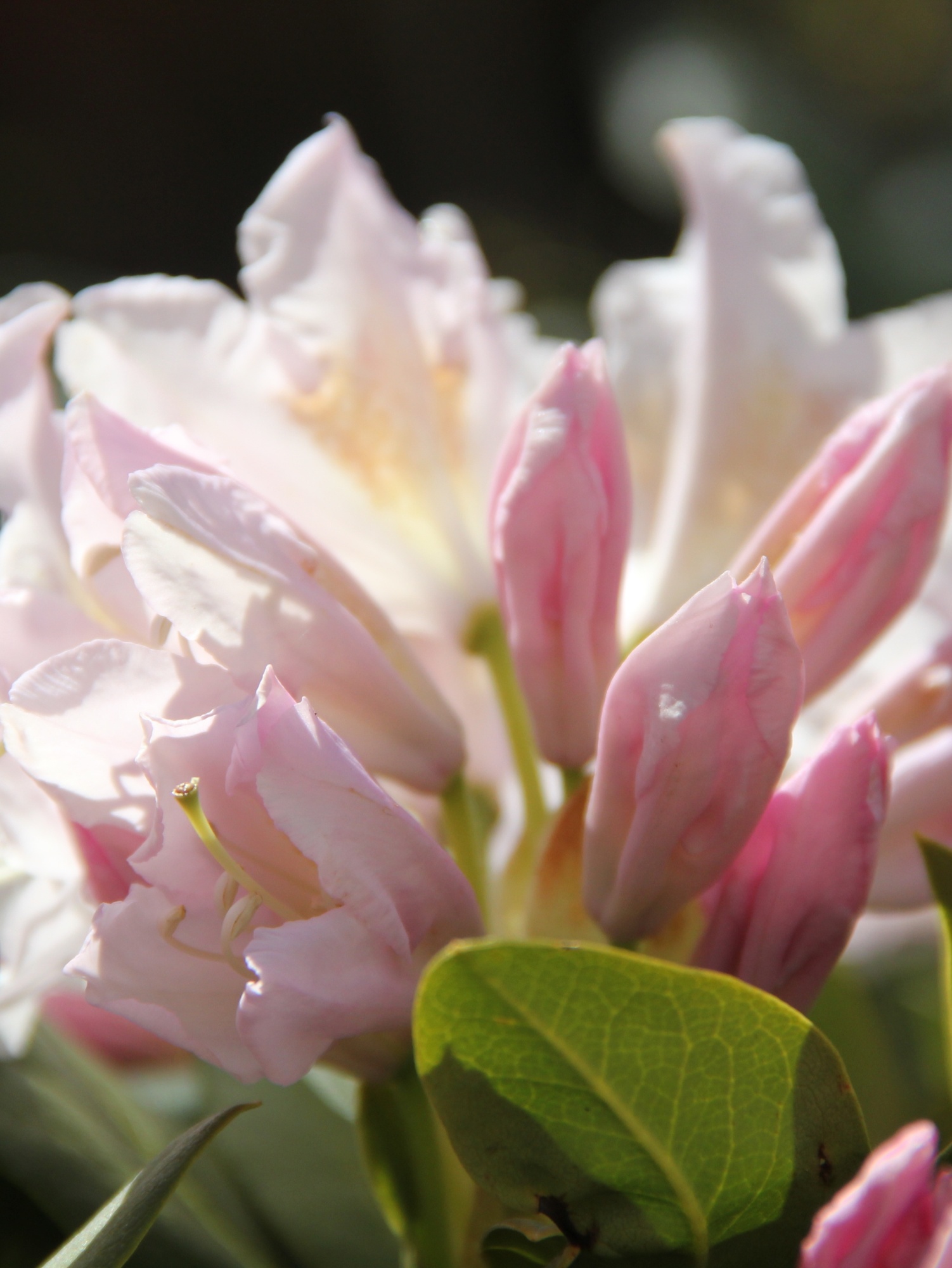 Weier kompakter Rhododendron fr eine Rhododendron-Wolke.