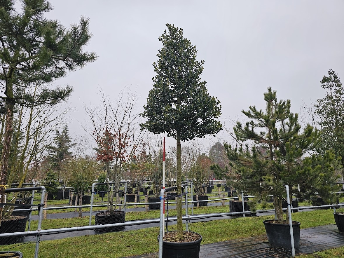 taxus media hillii 100-125 Becher-Eibe  Taxus  media 'Hillii'  Heinis Baumschulen