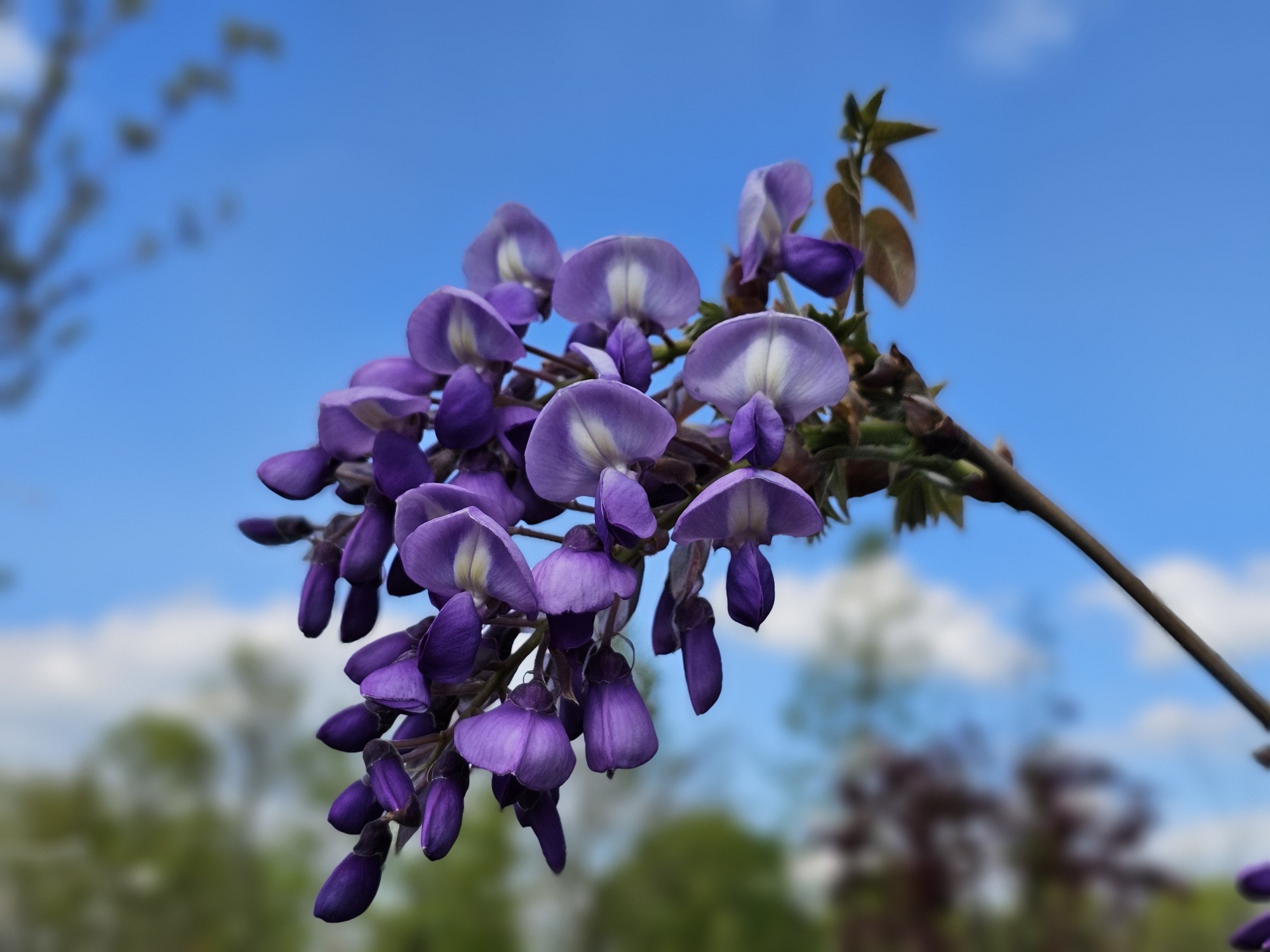 Paarse regen, Wisteria brachybotrys 'Yokohama Fuji' kopen
