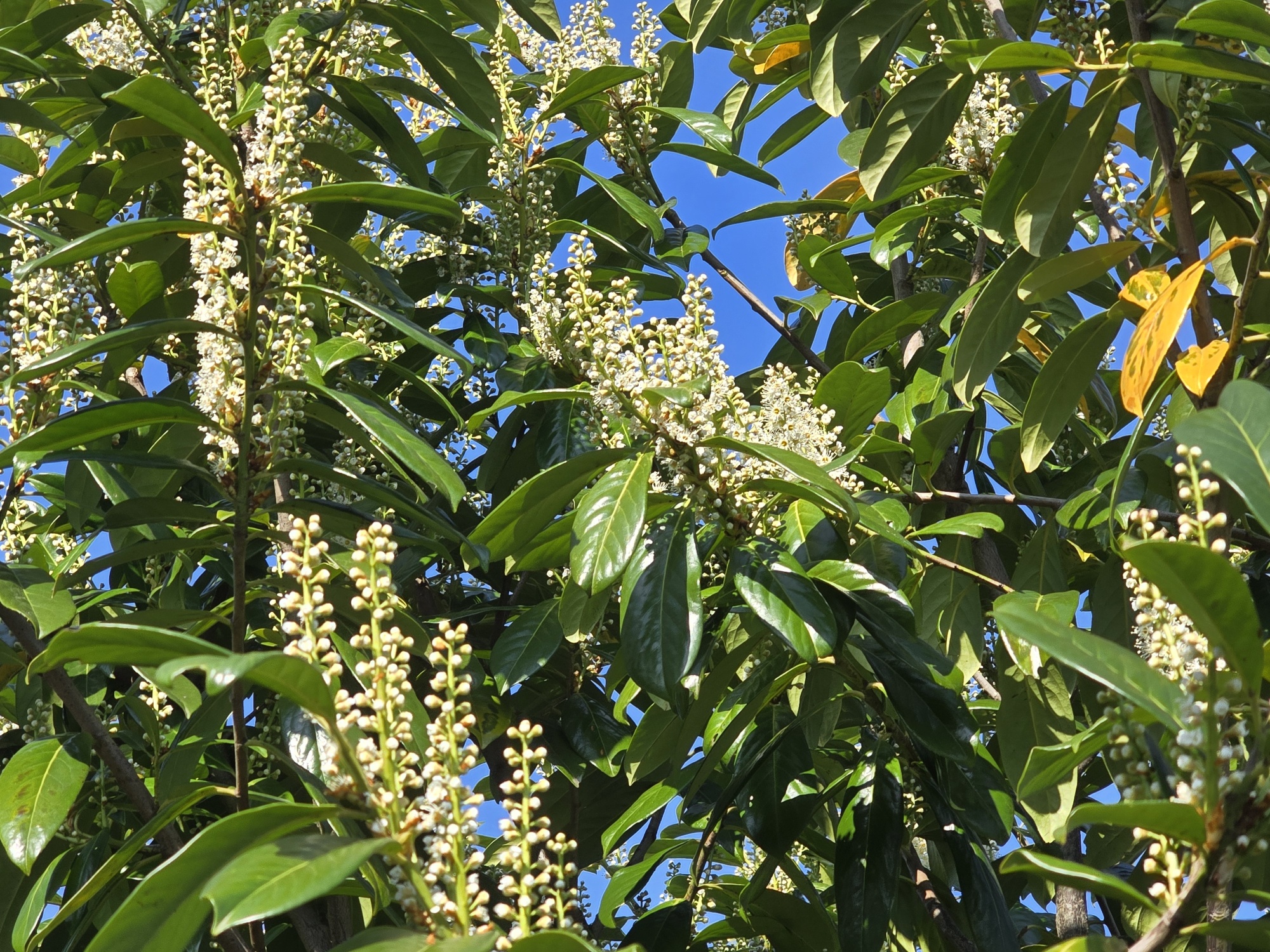 Mchten Sie einen groen Prunus laurocerasus 'Rotundifolia' kaufen?