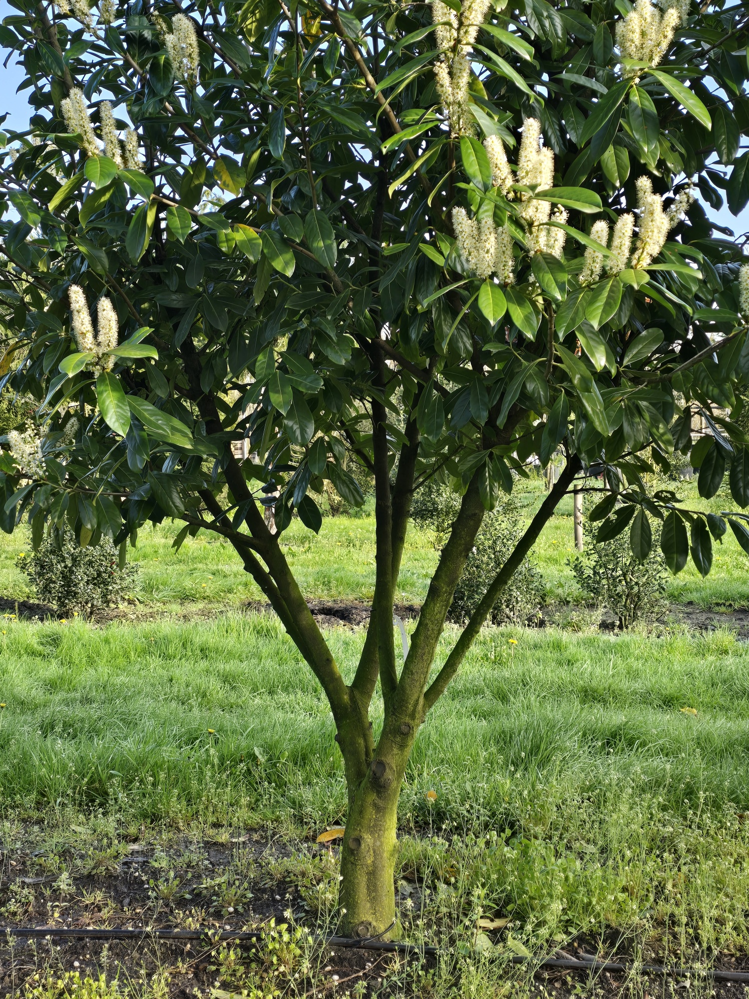 Mchten Sie einen groen Prunus laurocerasus 'Rotundifolia' kaufen?