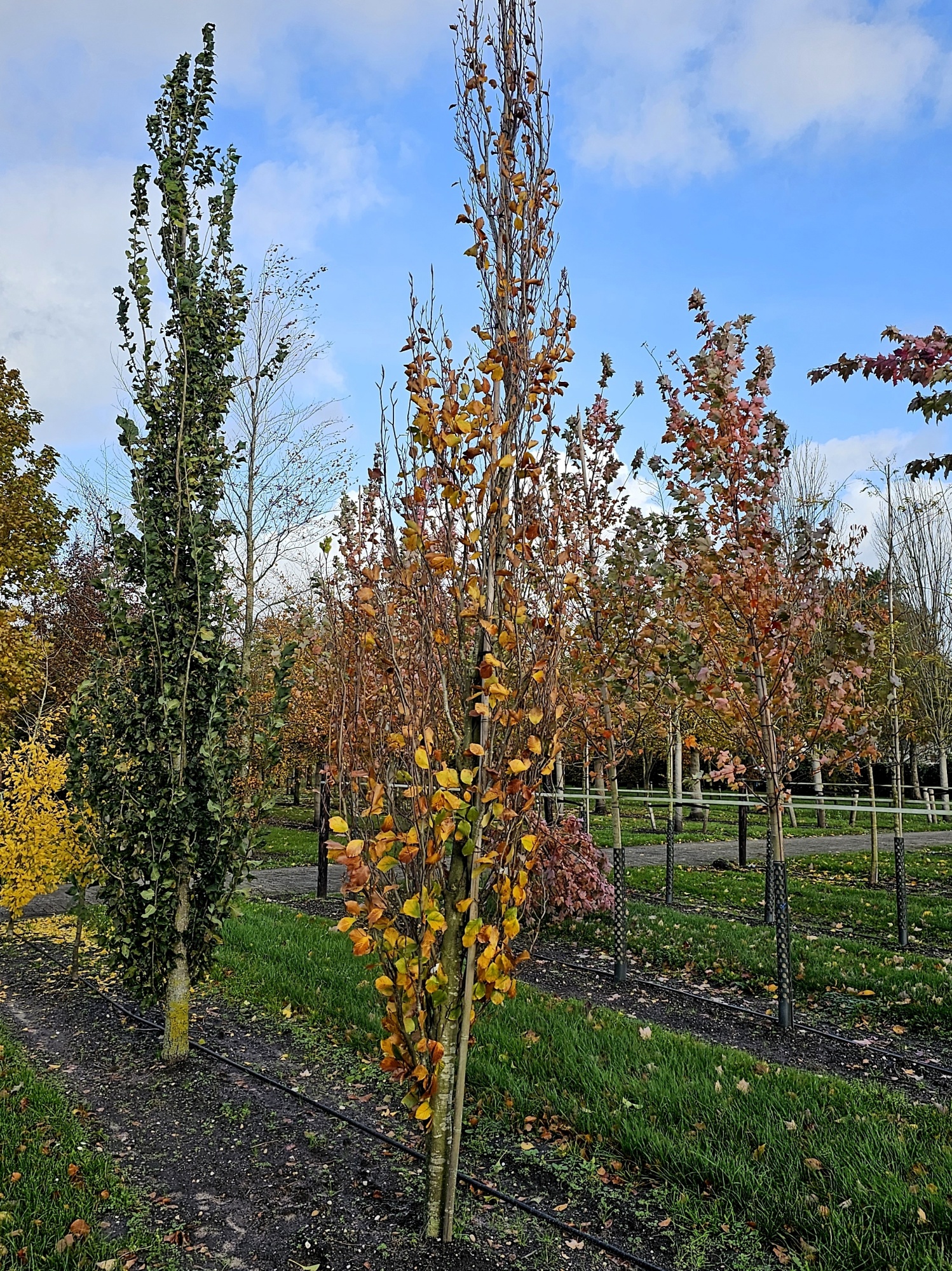 Fagus sylvatica 'Dawyck Gold' als solitaire zuilbeuk