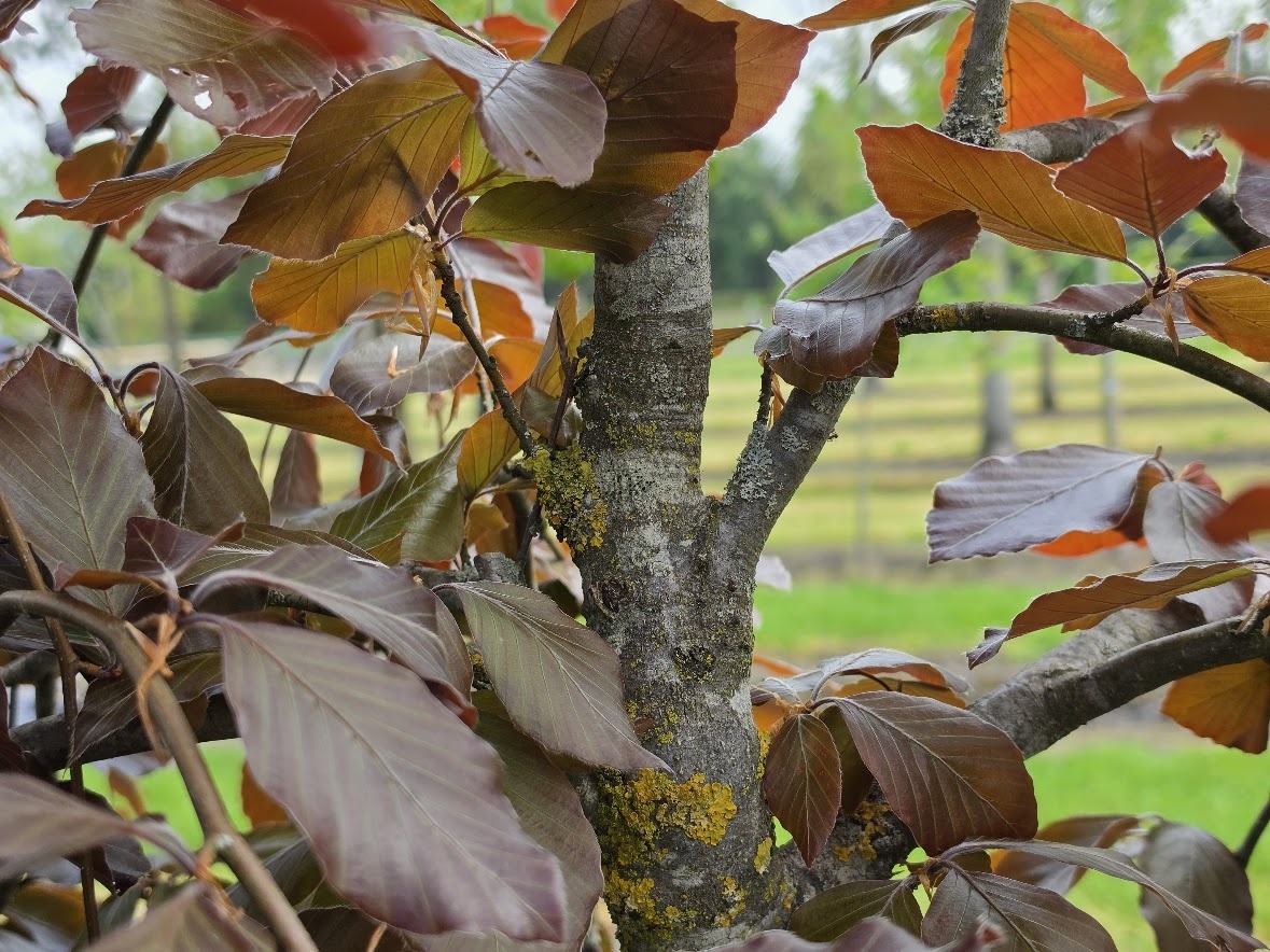 Fagus sylvatica 'Purple Fountain' ist ein attraktiver Trauerbaum