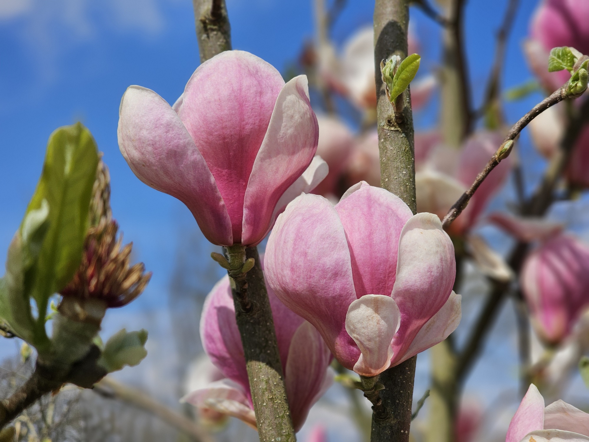 Purperkleurige Magnolia Lennei