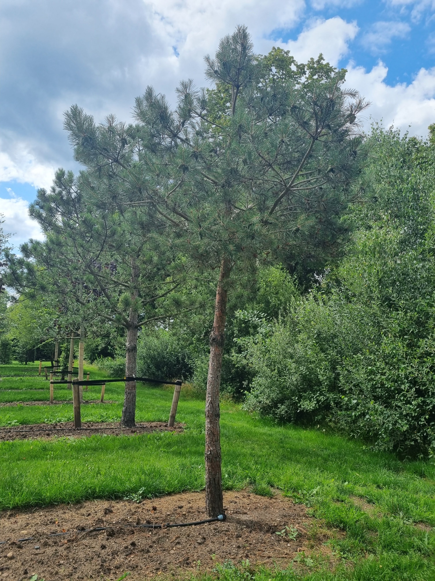 Möchten Sie eine halbstämmige Pinus nigra 'Nigra' (Schwarzkiefer) kaufen?