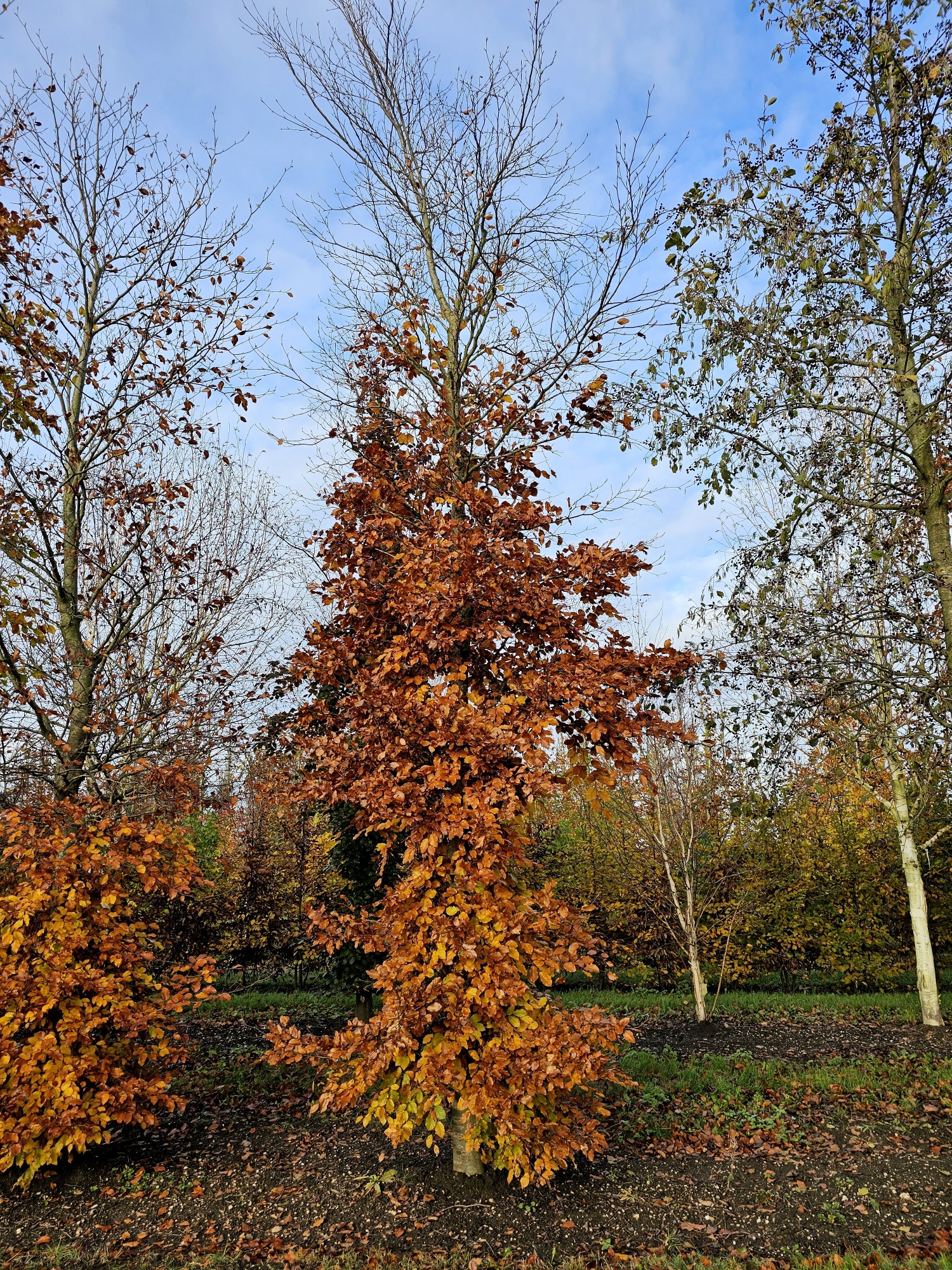wanddeko fagus Wanddeko Fuchs aus Holz main image 1