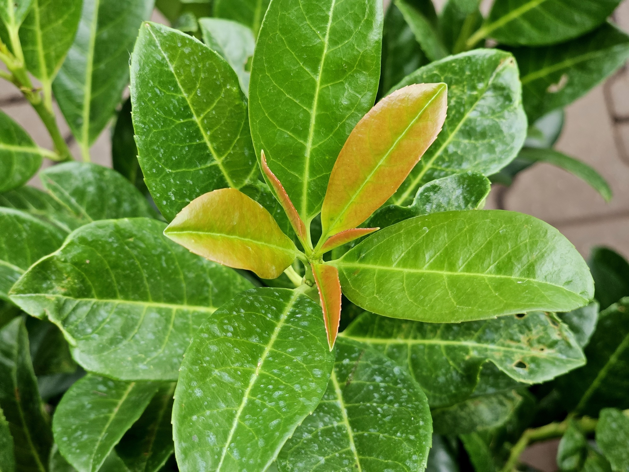 monstera deliciosa xxl kaufen XXL Monstera mit Stab bestellen  Green Me Up
