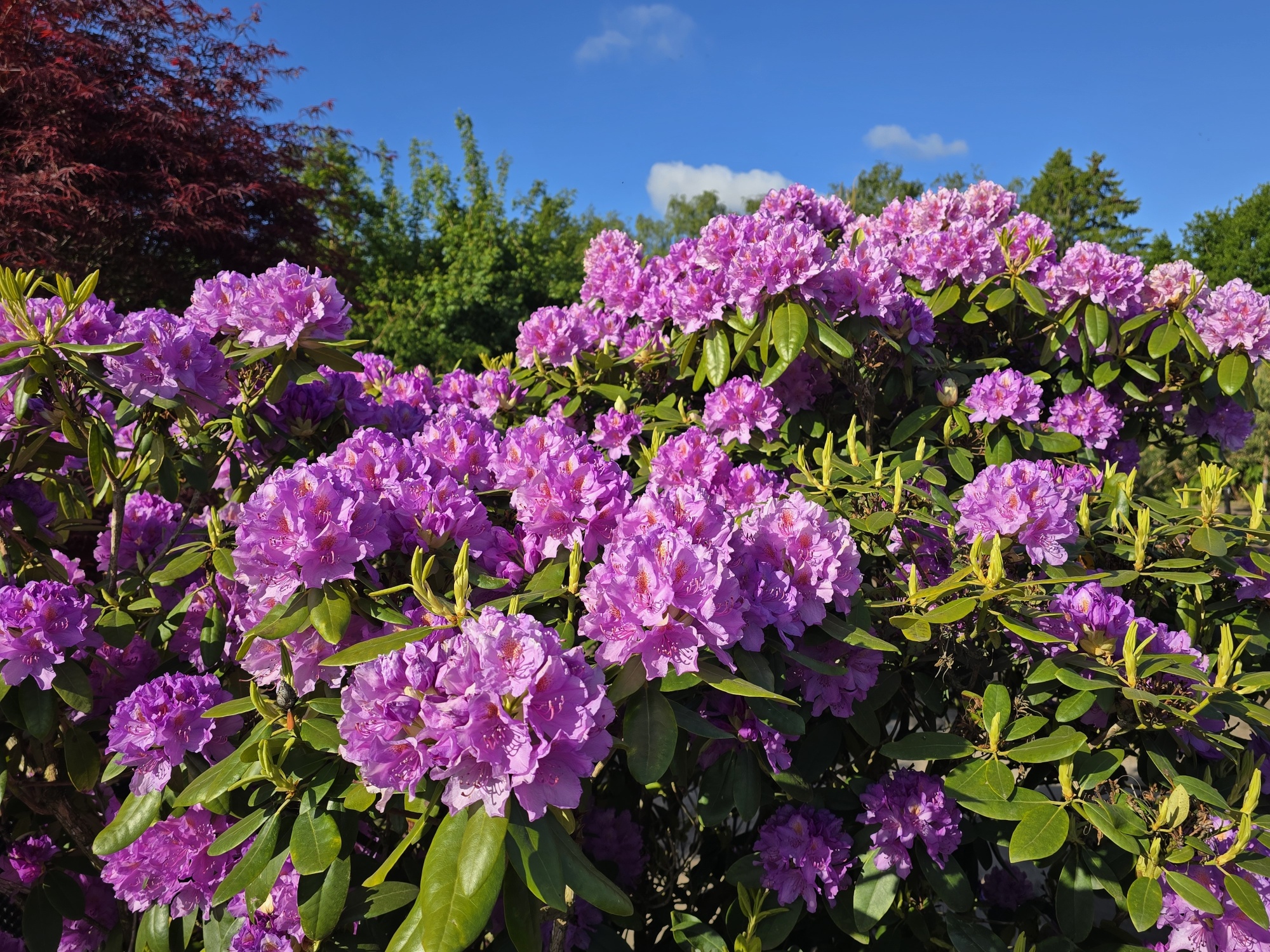 american wisteria Longwood Purple American Wisteria – Plant Detectives