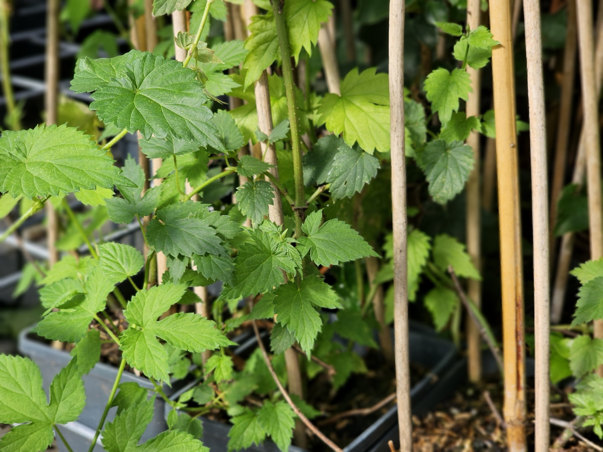Humulus Lupulus  Common Hop Or Hops  Is A Species Of Flowering Plant In The Hemp Family Image327597002