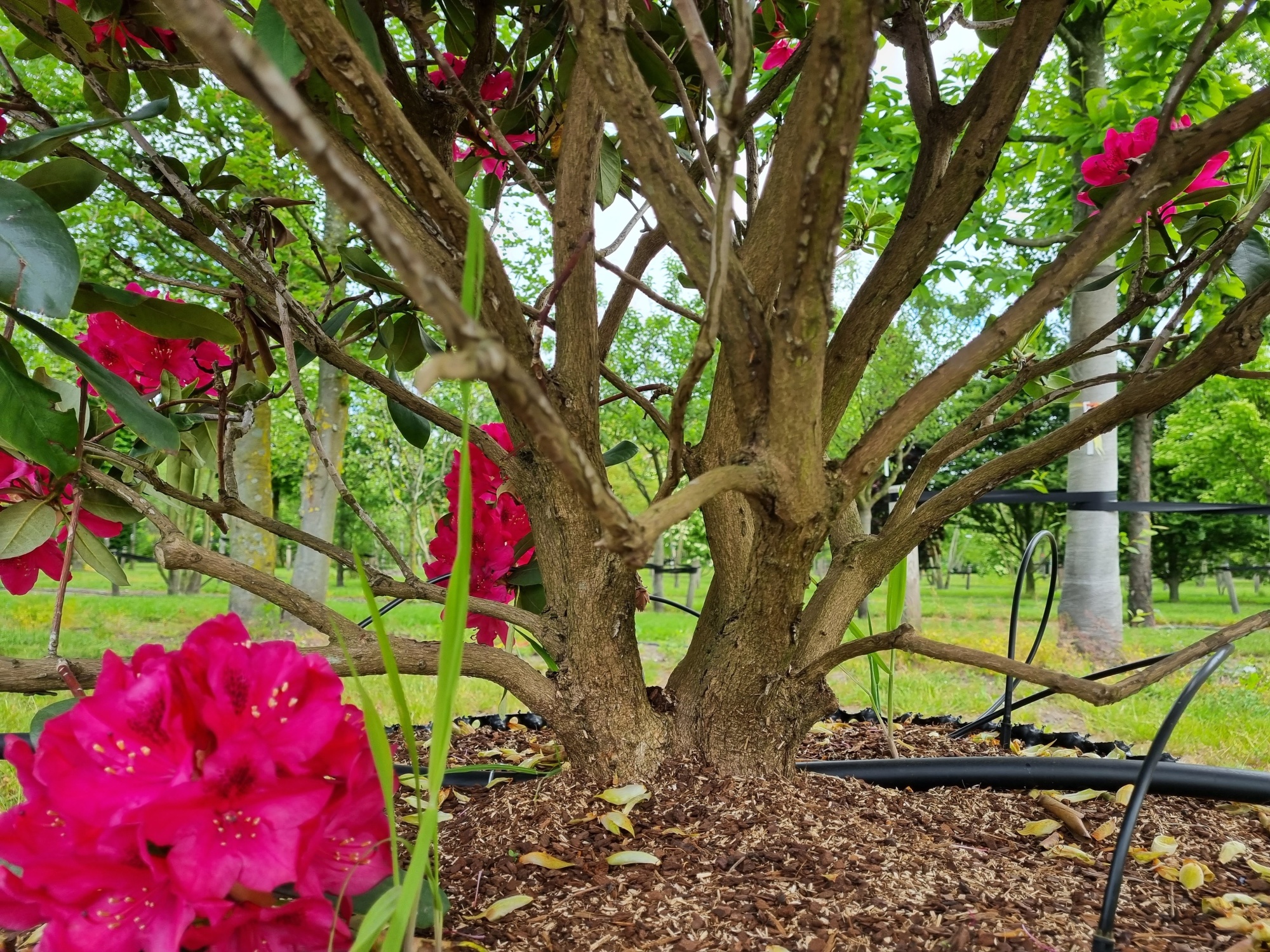 Mchten Sie einen alten Rhododendron 'Nova Zembla' kaufen?