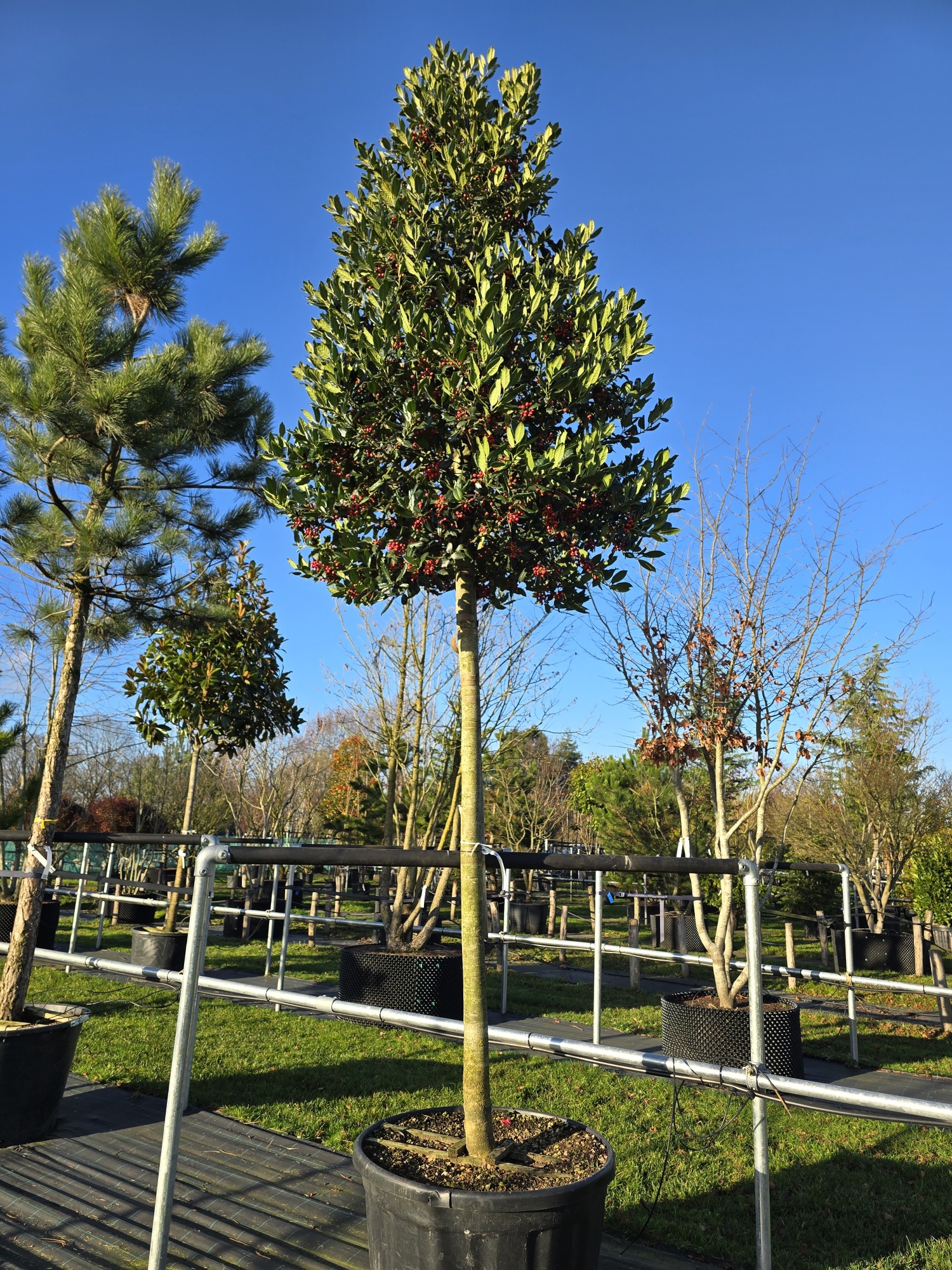 Illex Nellie R. Stevens als groen Baum kaufen