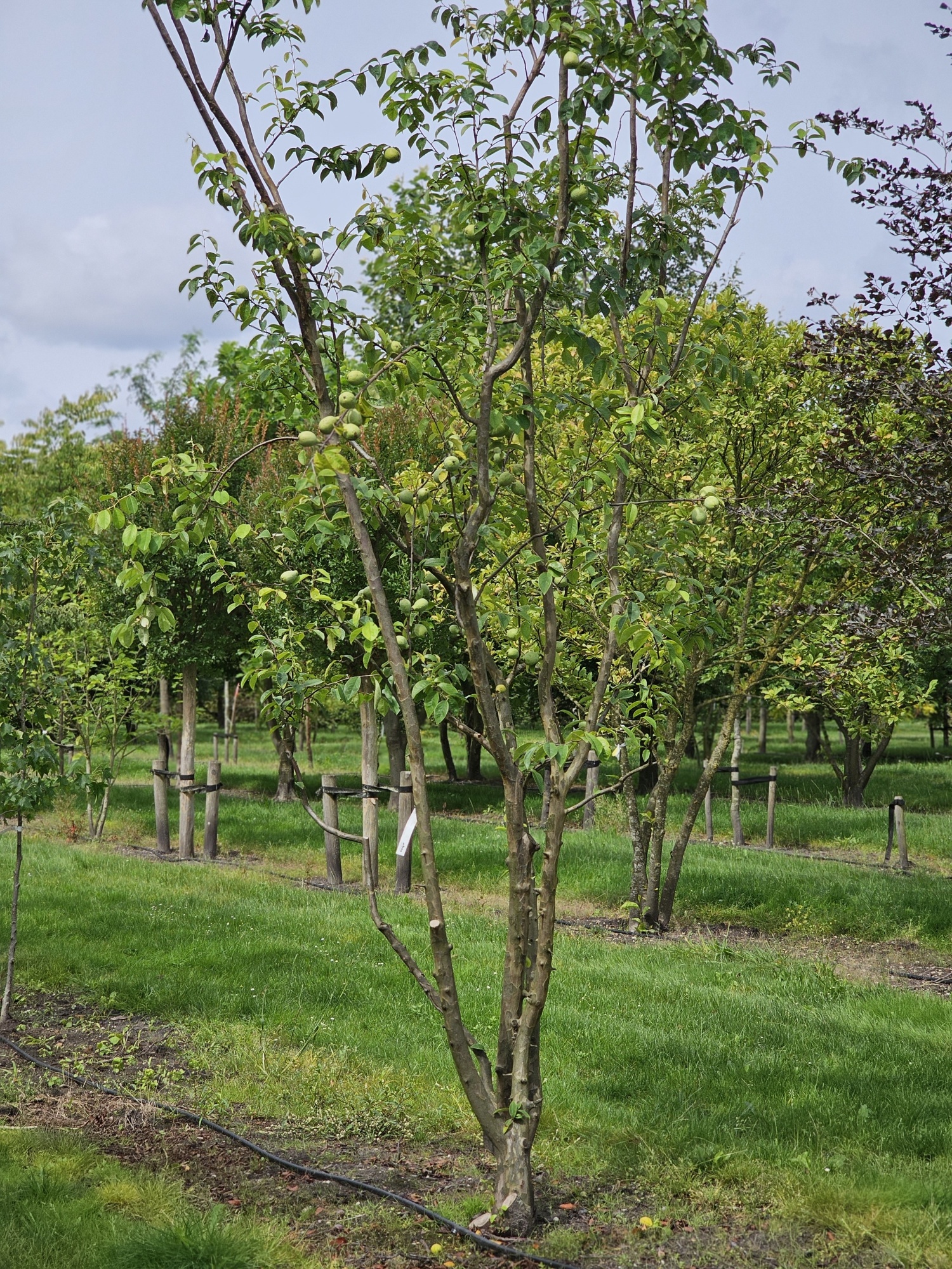Pseudocydonia sinensis als großer mehrstämmiger Baum