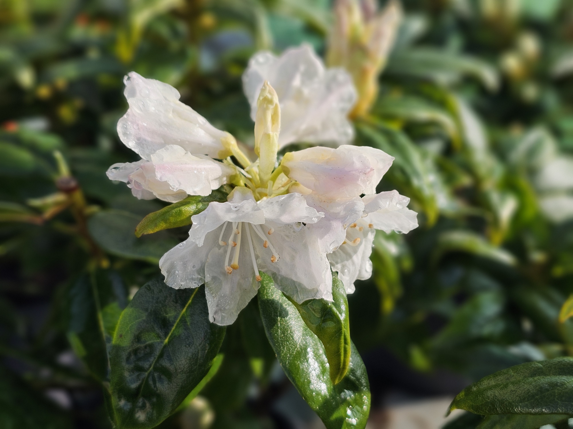 Rododendron 'Dora Amateis', Rhododendron 'Dora Amateis' kopen