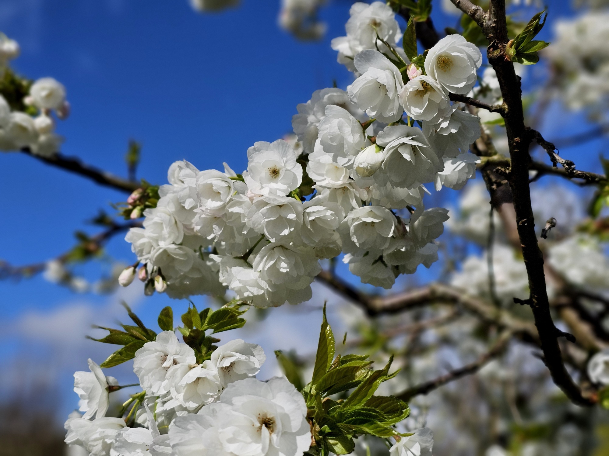 Prunus serrulata 'Shirotae' heeft prachtige witte bloesem