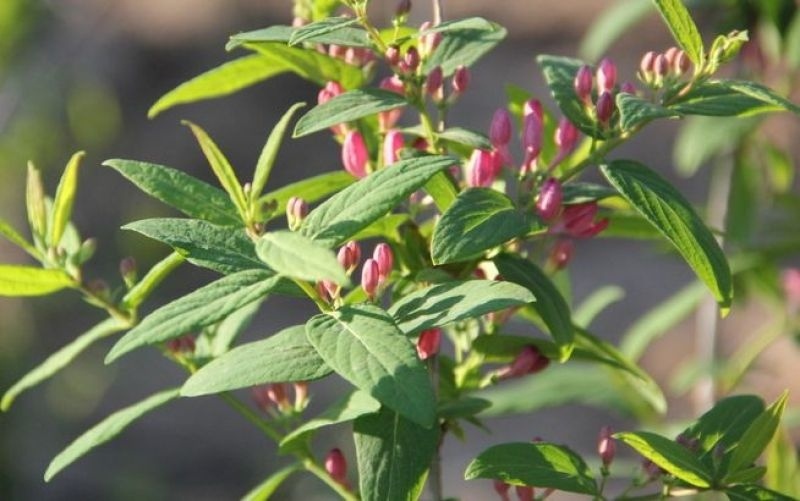 Struikkamperfoelie 'Rosea', Lonicera tatarica 'Rosea' kopen