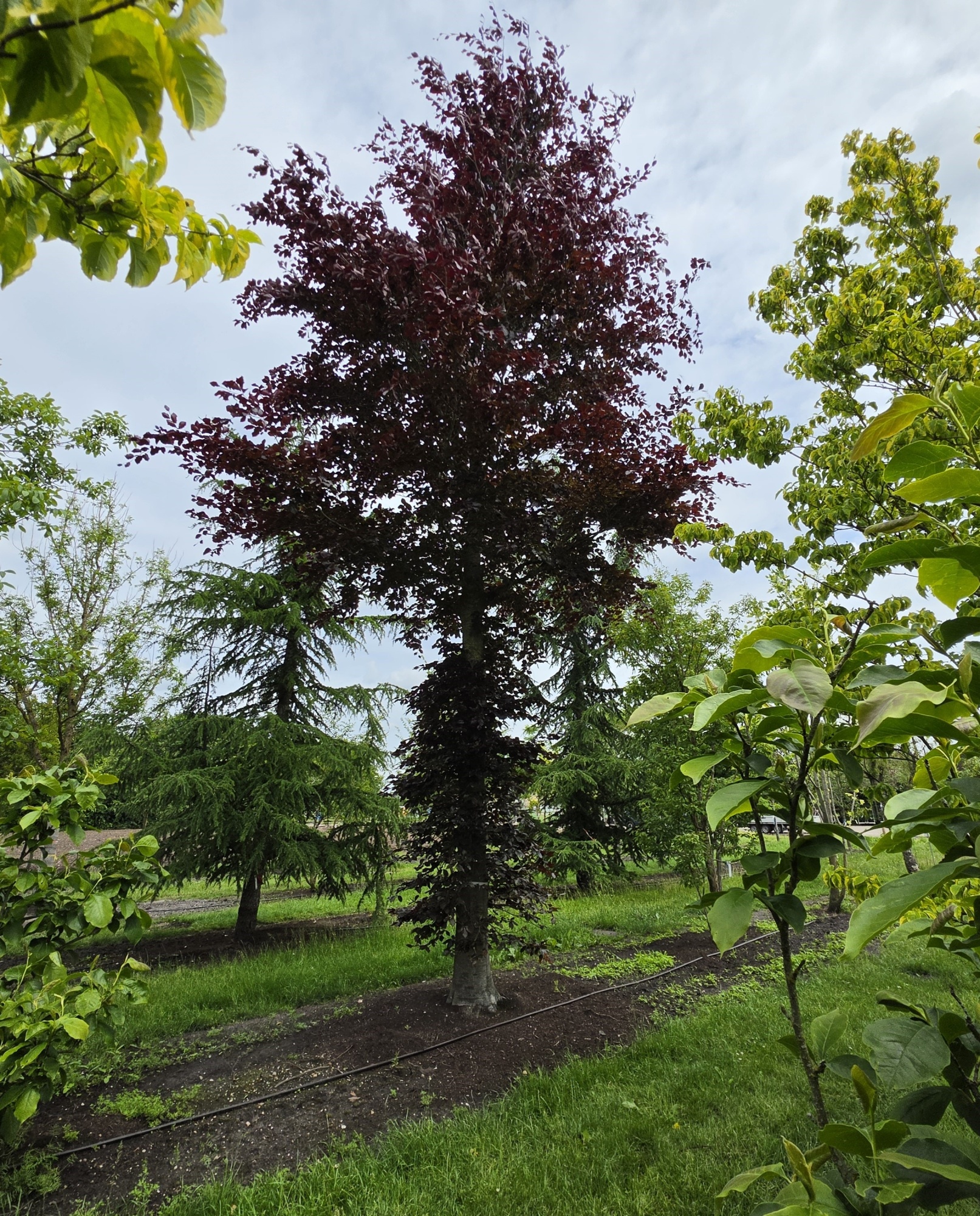 Fagus sylvatica 'Atropunicea' als groer Baum