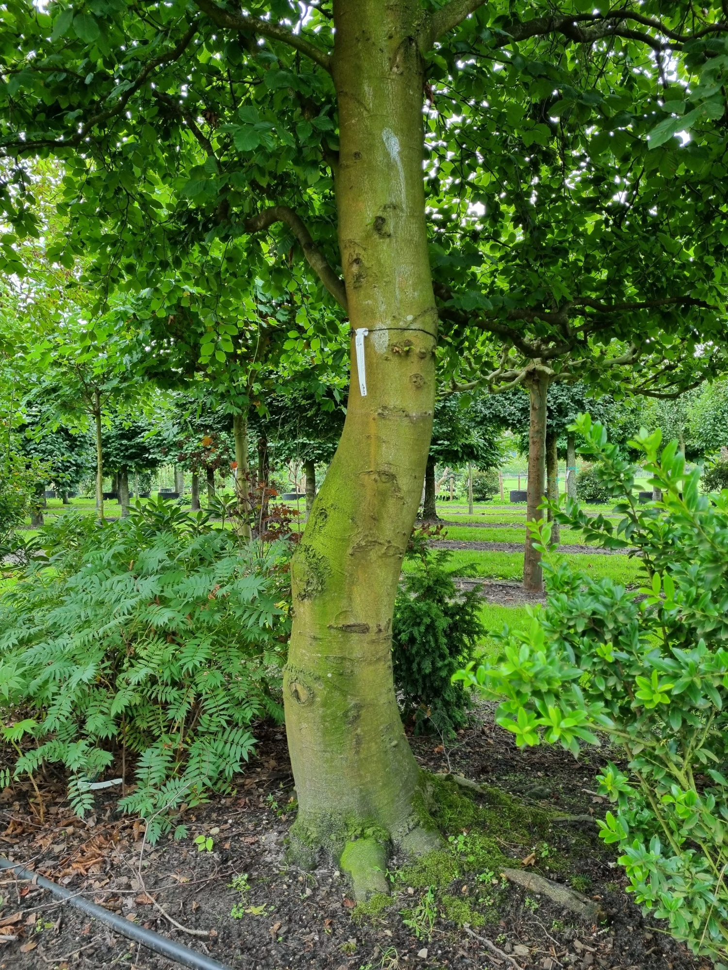 Möchten Sie eine ausgewachsene grüne Buche als Kletterbaum kaufen?