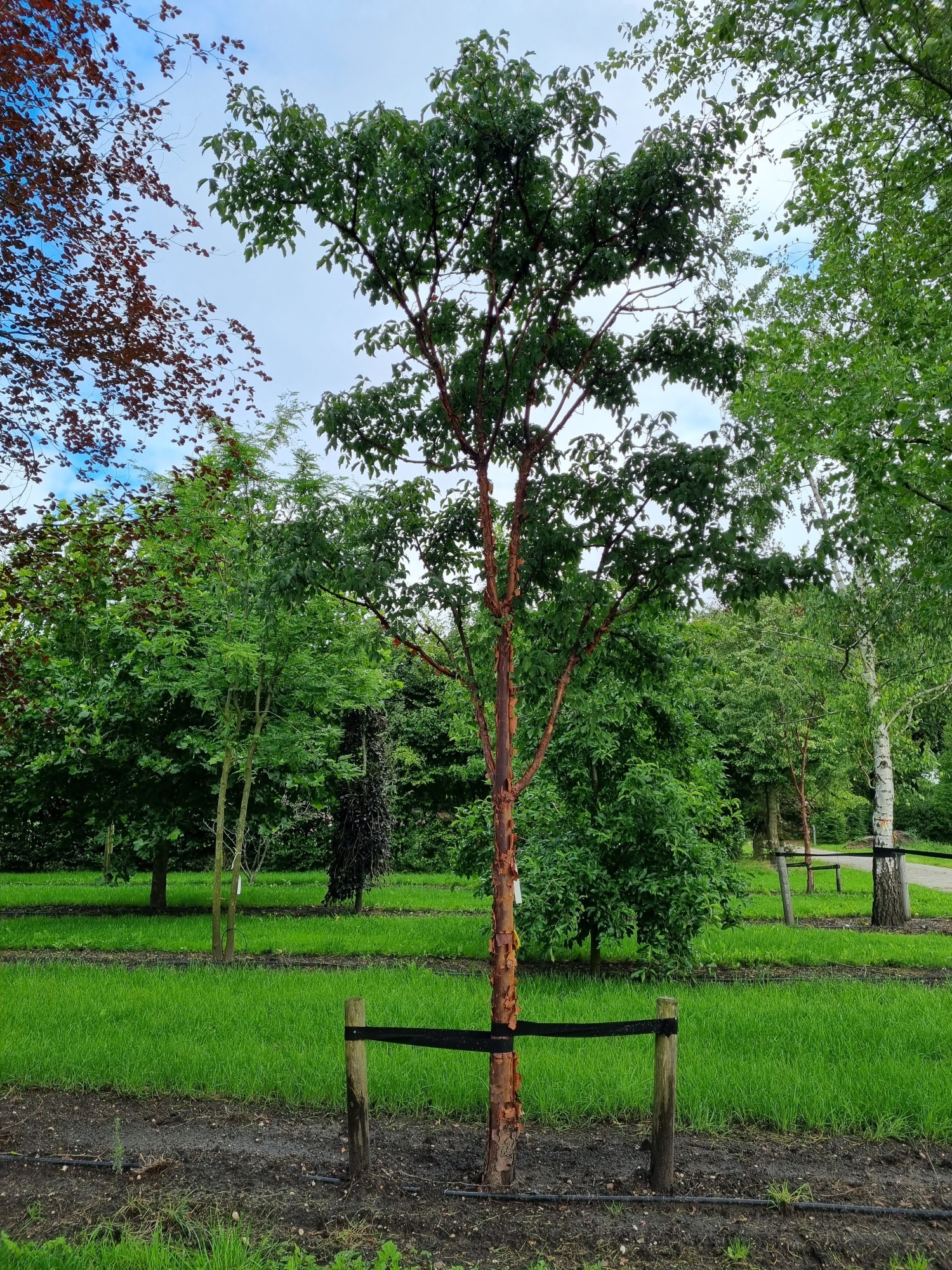 Papieresdoorn Acer Griseum Kopen