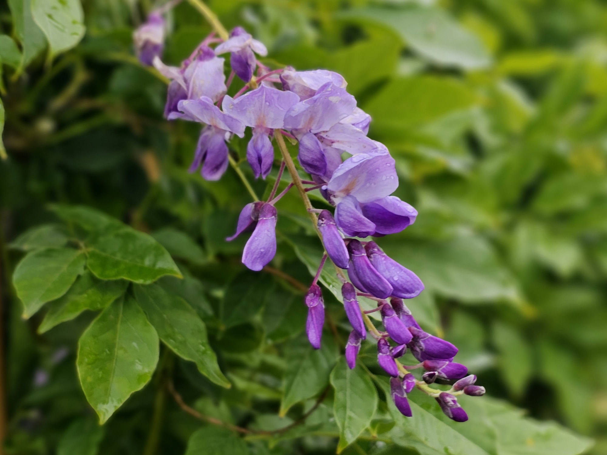 Blauwe Regen 'Issai', Wisteria formosa 'Issai' kopen