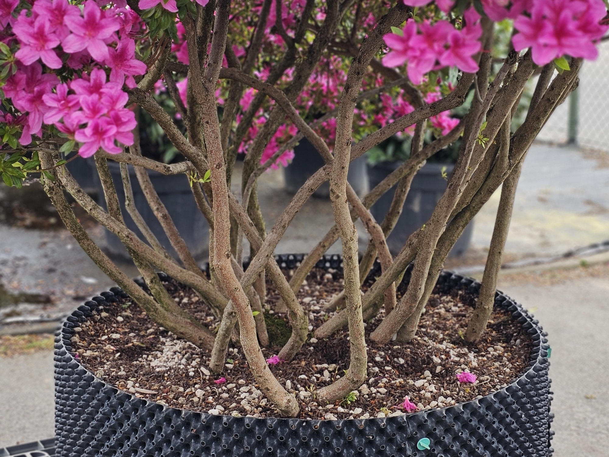 Japanse Azalea, Rhododendron Azalea Japonica 'Purple Splendor' kopen