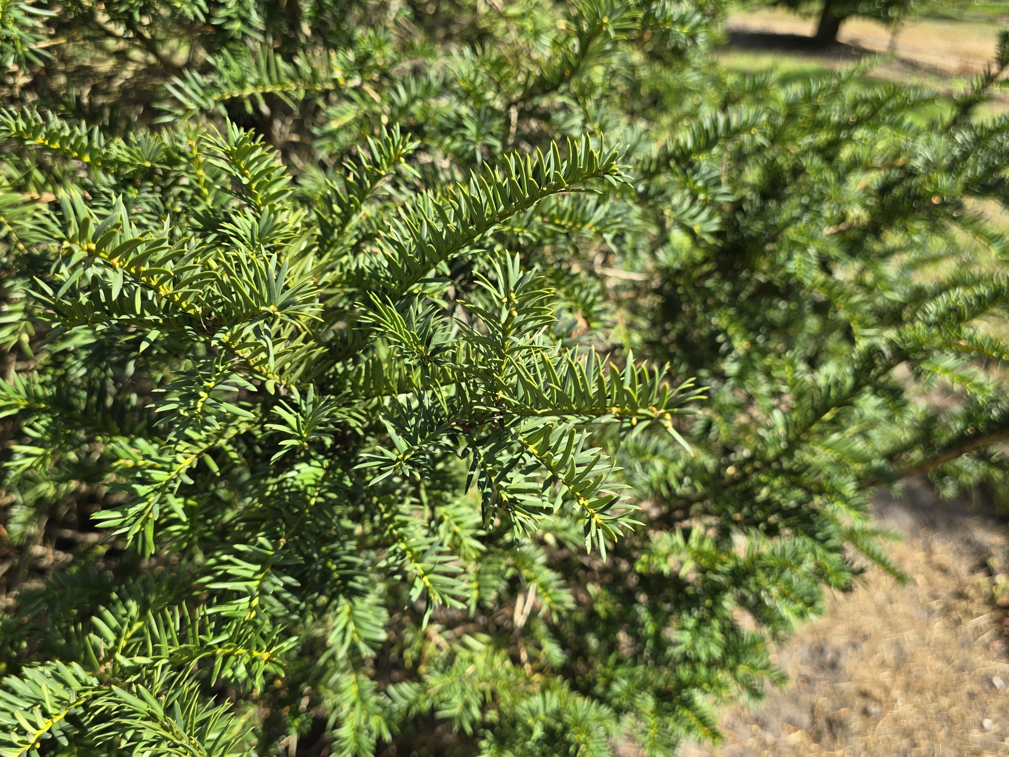 Brauchen Sie sofortige Ergebnisse in Ihrem Garten?