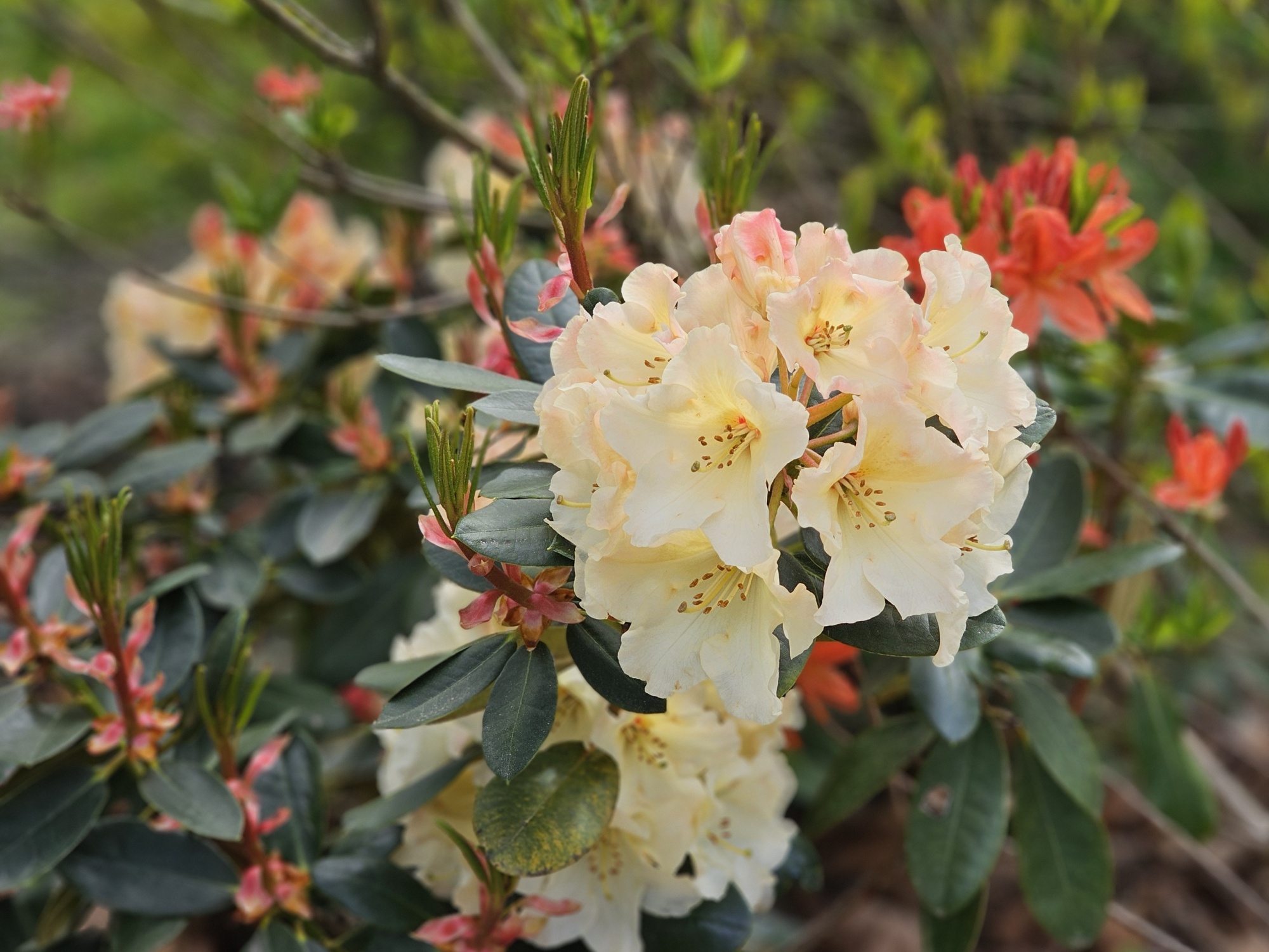 Rododendron 'Percy Wiseman', Rhododendron yakushimanum 'Percy Wiseman' kopen