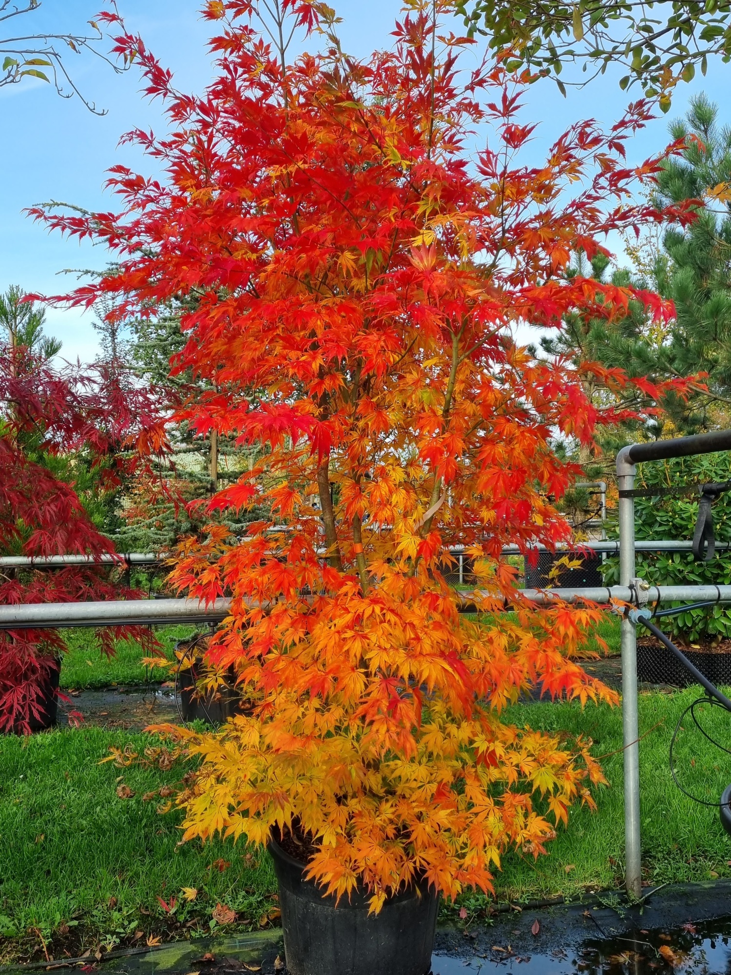 grünblättriger japanischer Ahorn für den kleinen Garten