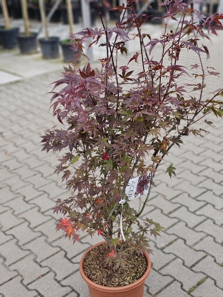 Japanse Esdoorn Atropurpureum Acer Palmatum Atropurpureum Kopen