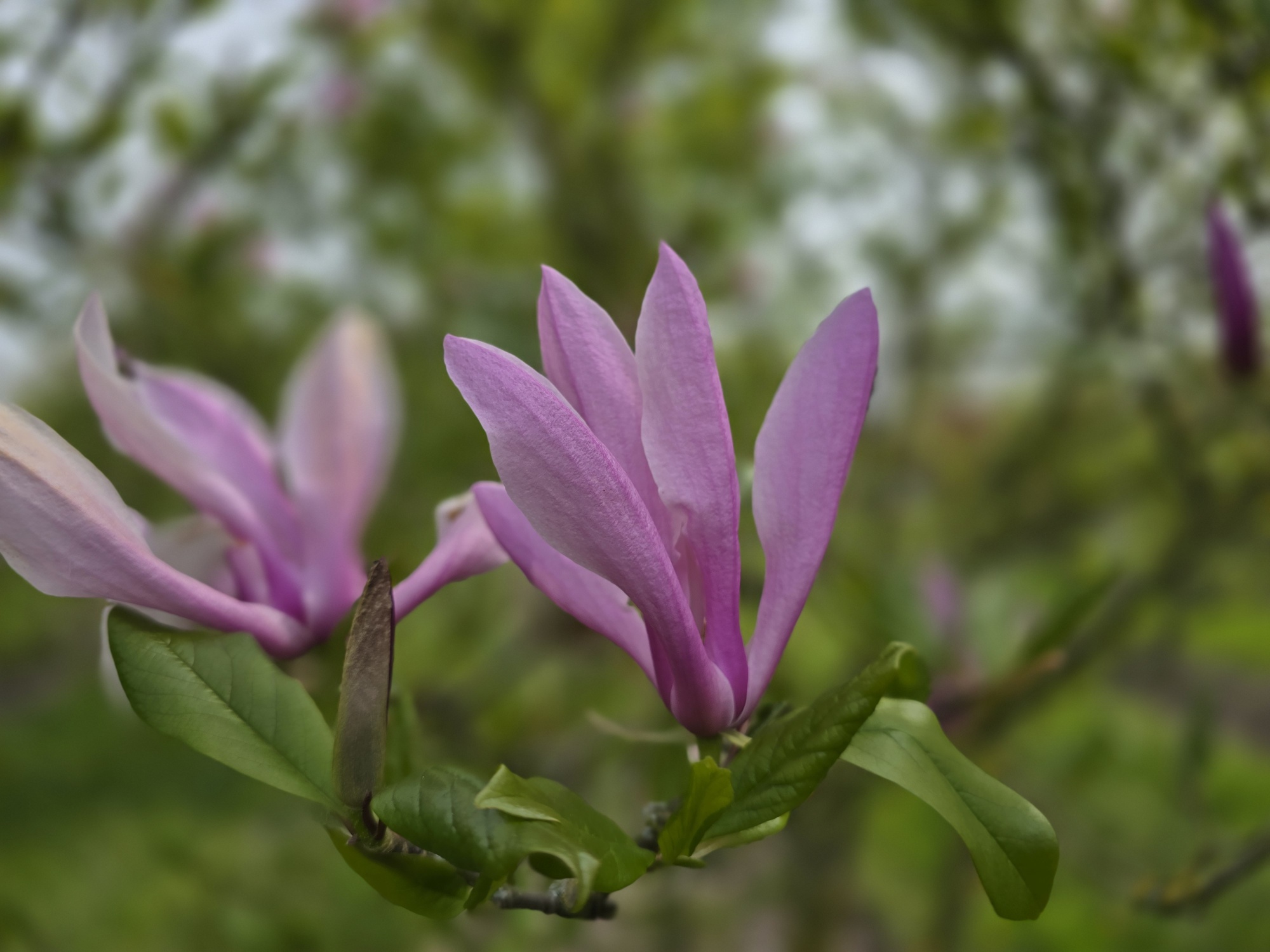 De mooiste magnolia Betty we op de kwekerij hebben staan.