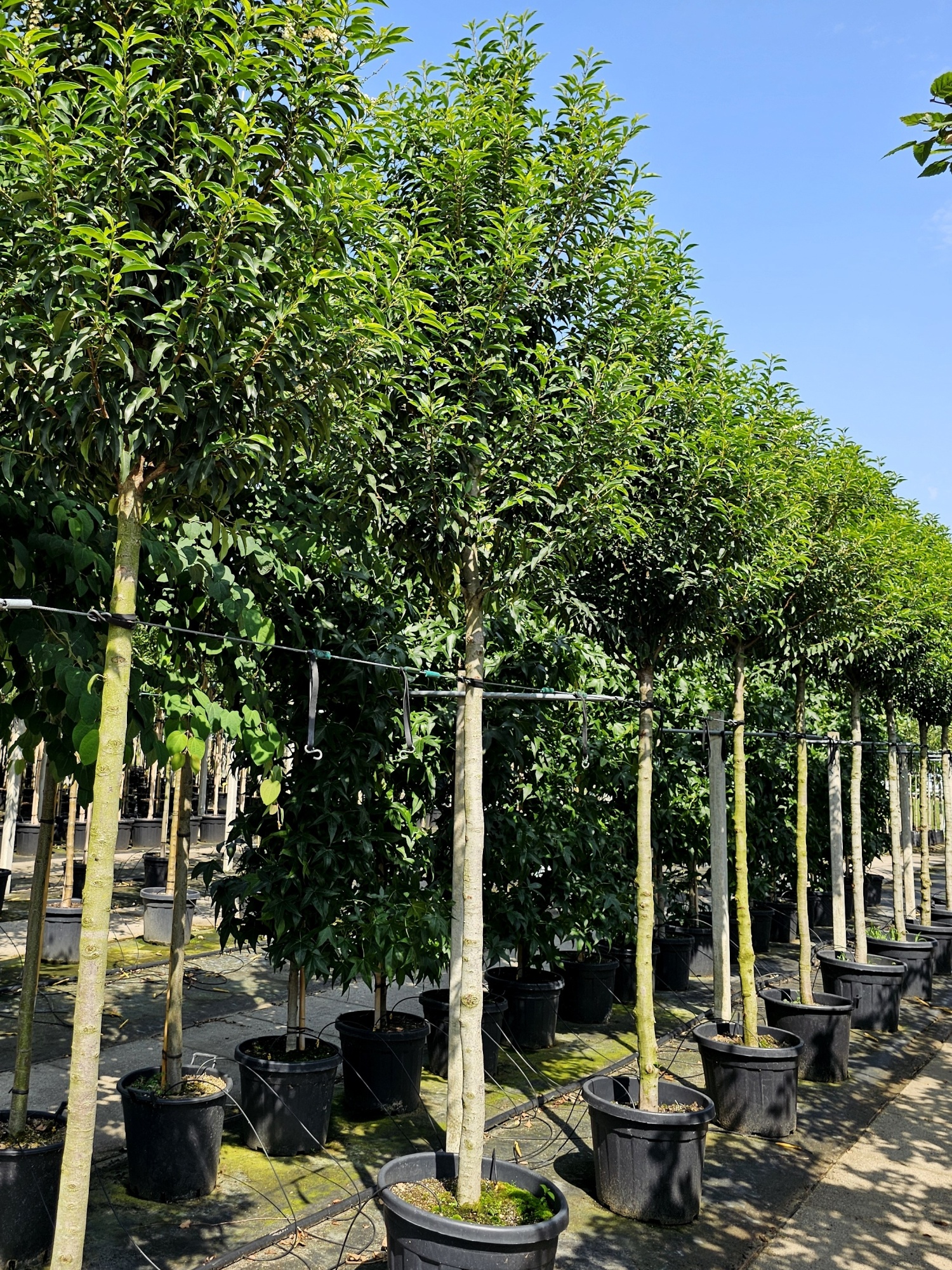 Portugese Laurierkers, Prunus lusitanica 'Angustifolia' kopen