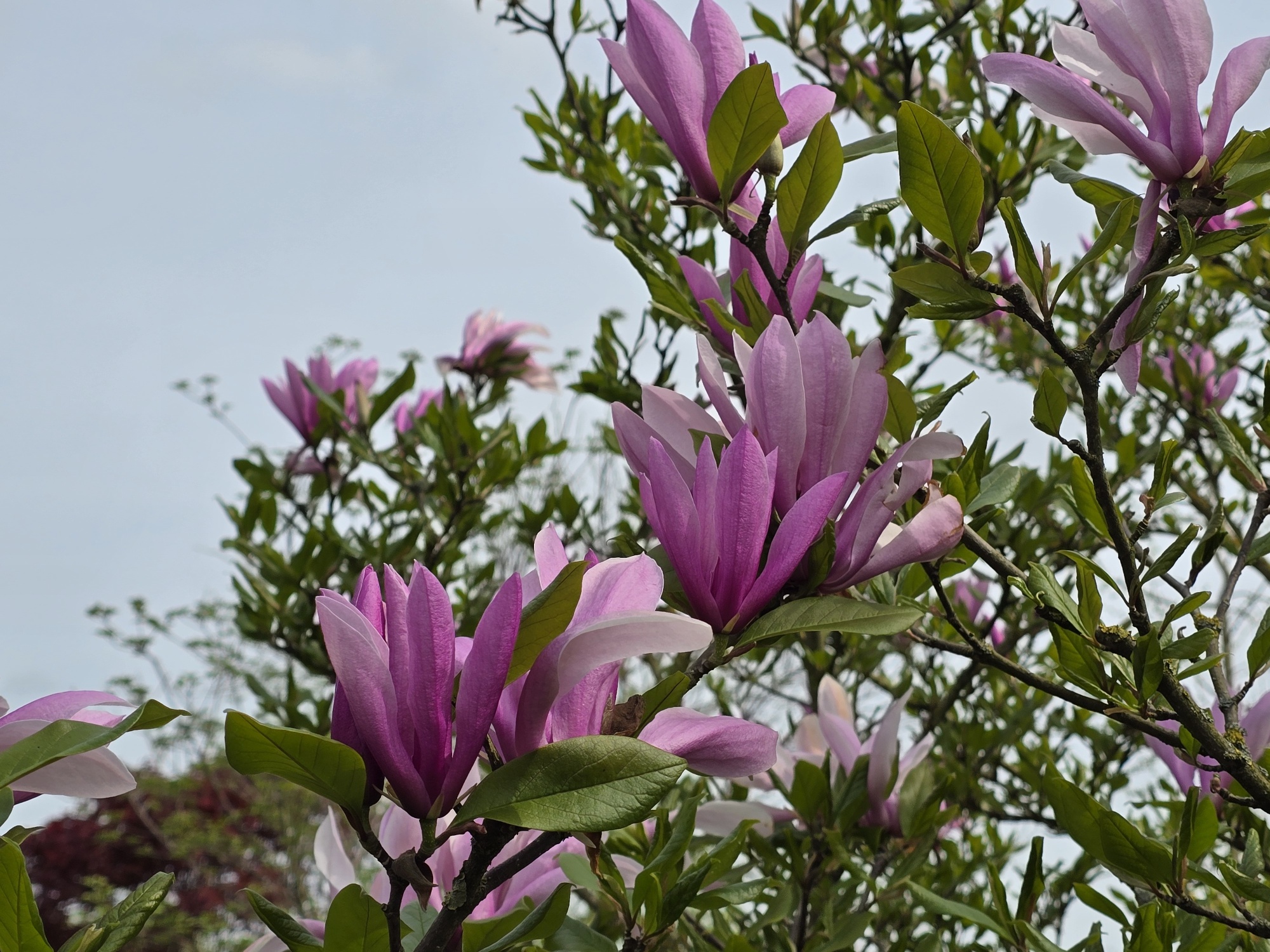 De mooiste magnolia Betty we op de kwekerij hebben staan.