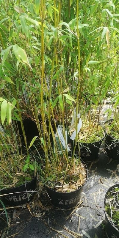 Bamboe 'Deep Forest', Fargesia murieliae 'Deep Forest' kopen