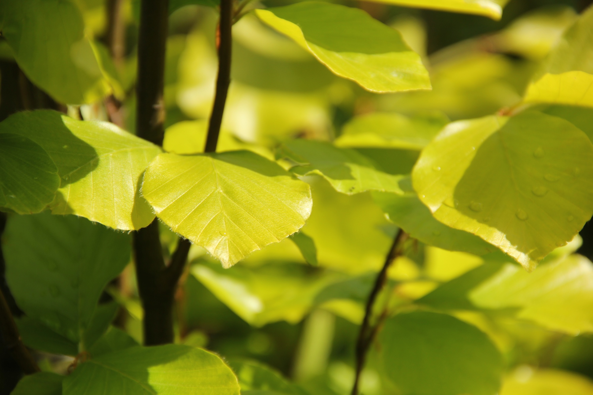 Fagus Sylvatica 'dawyck Gold' Als Säulenförmige Solitärbuche