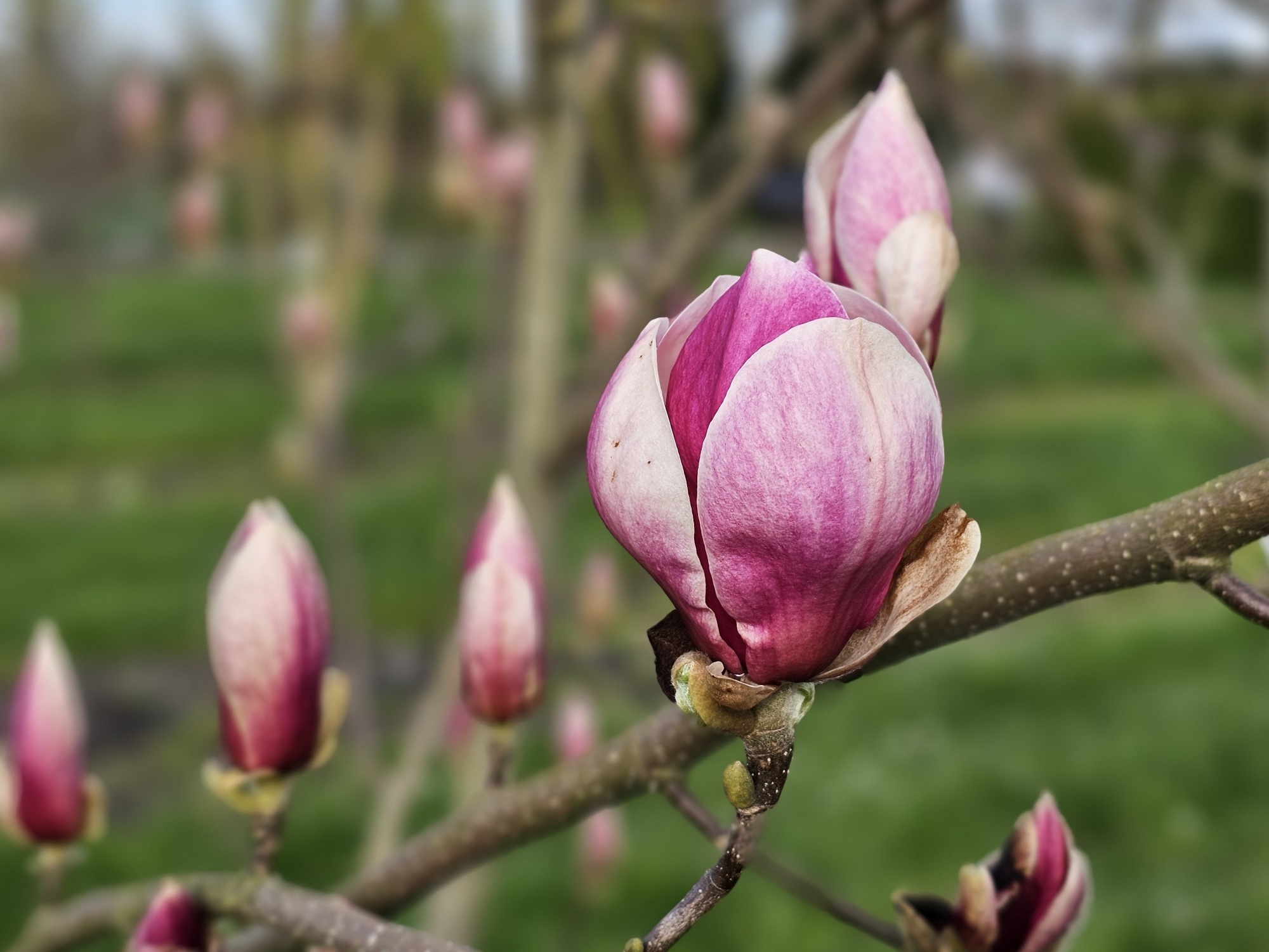 Purperkleurige Magnolia Lennei