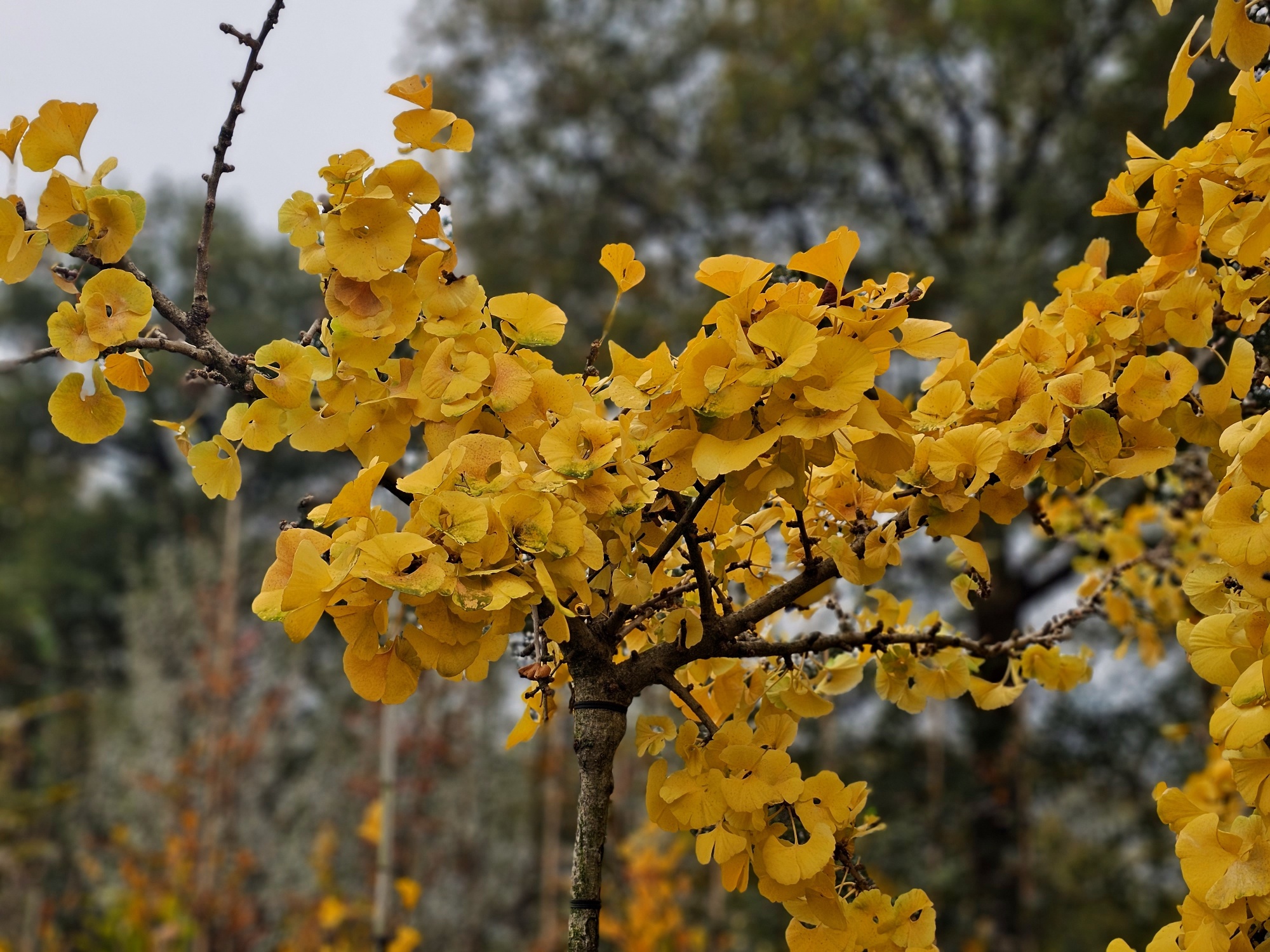 Japanse Notenboom Mariken Ginkgo Biloba Mariken Kopen