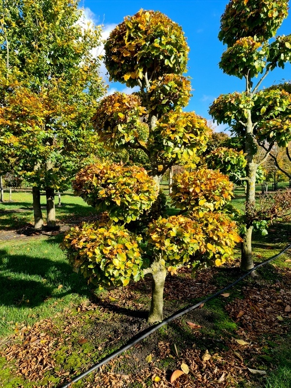 Eine besondere Gartenbonsaibuche fr den kleinen Raum