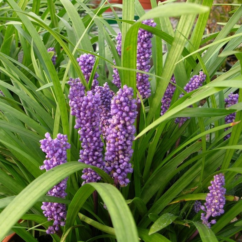 Leliegras Royal Purple Liriope Muscari Royal Purple Kopen