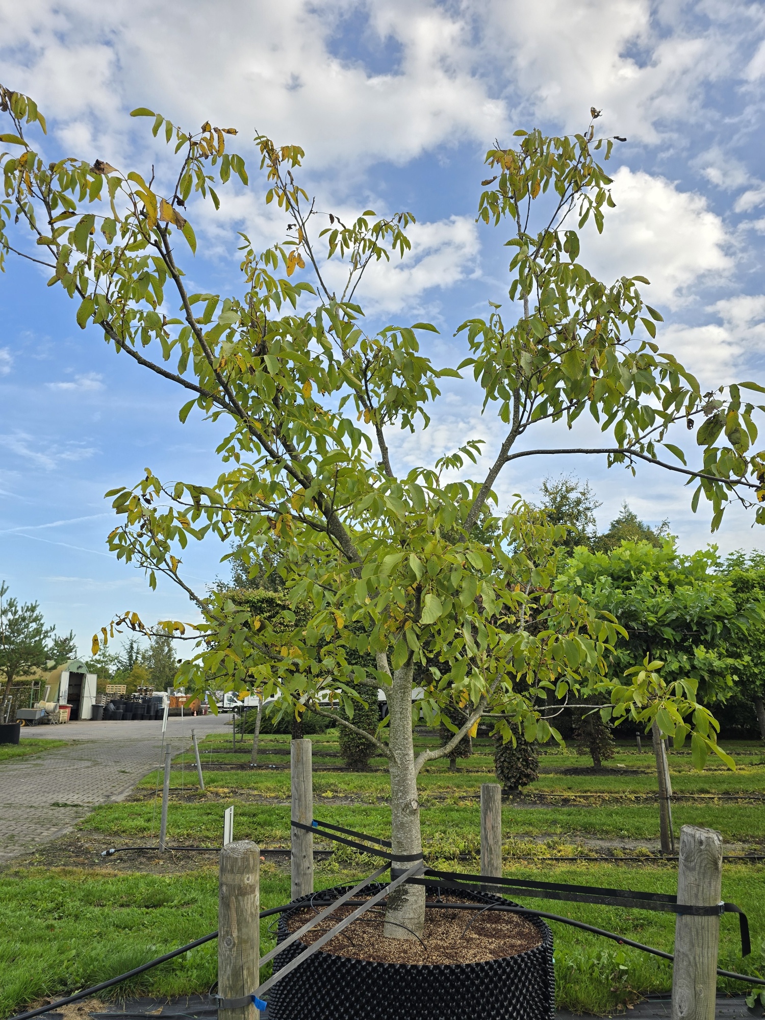 thuja pflanzkübel Thuja 