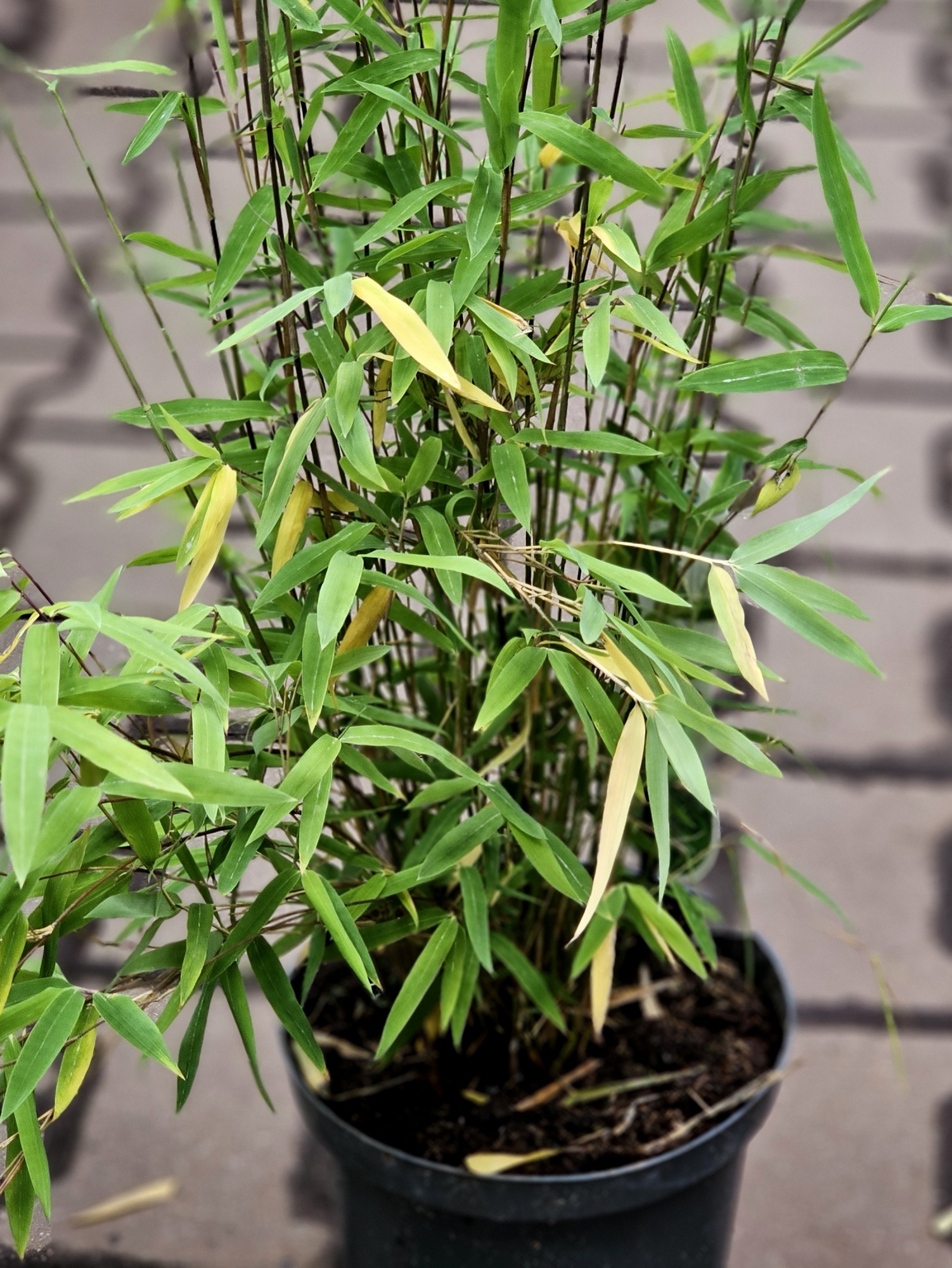 Bamboe 'Volcano', Fargesia nitida 'Volcano' kopen