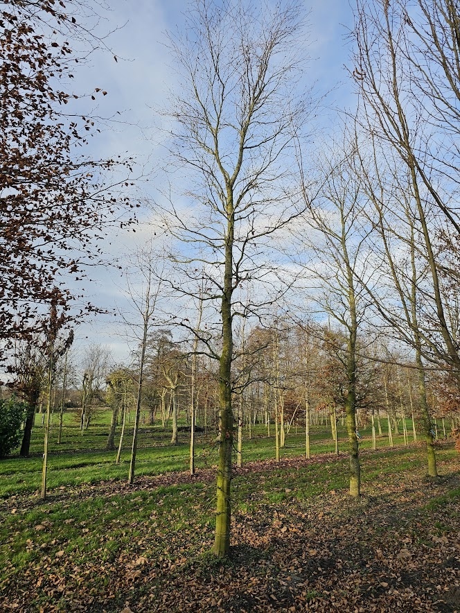 hedera grn Hedera helix