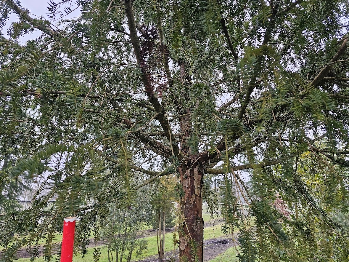 Mchten Sie einen speziellen Taxus in Dachform kaufen?