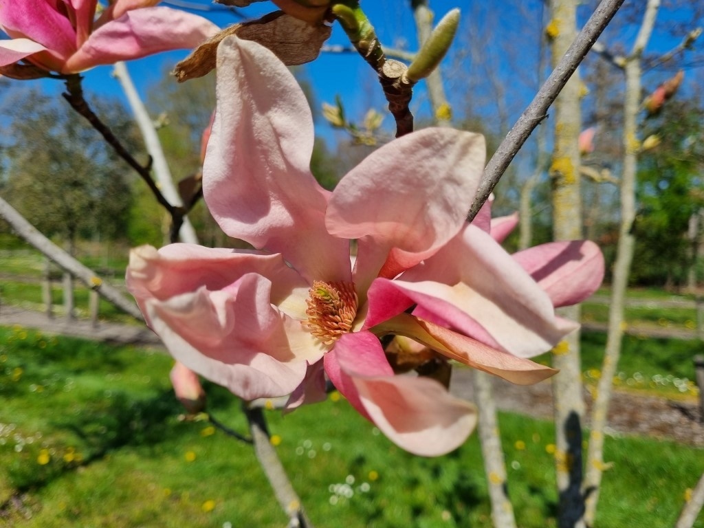 Magnolia 'Daybreak' met grote zalm roze bloemen kopen?