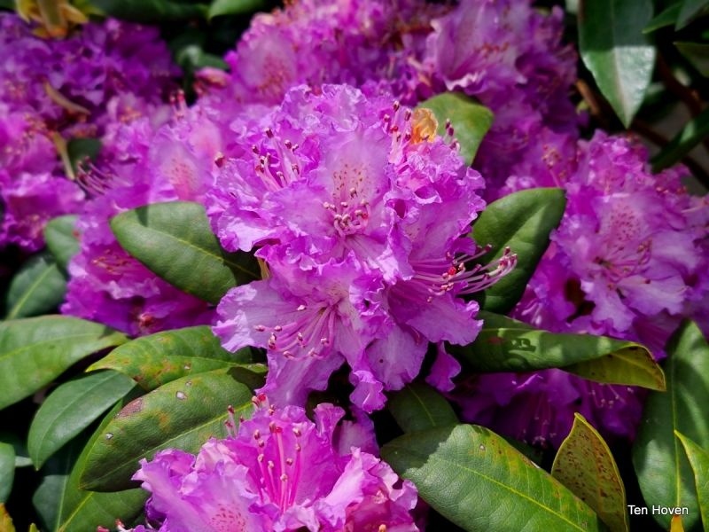 rhododendron blue wonder Blue Diamond main image 0