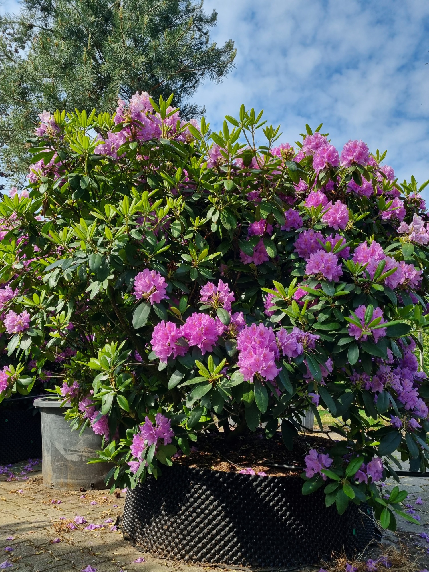 Kaufen Sie einen groen Rhododendron 'Catawbiense Grandiflorum'?