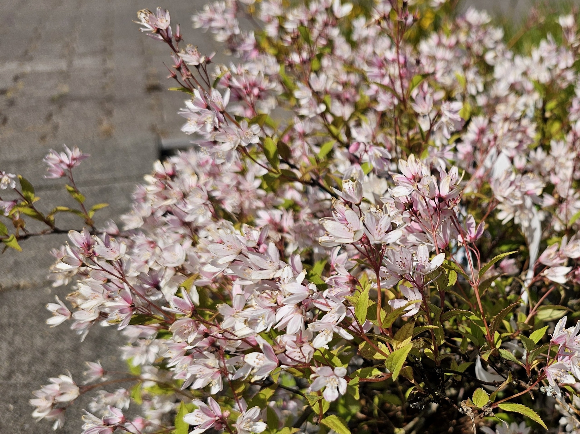 Bruidsbloem 'Yuki Cherry Blossom', Deutzia 'Yuki Cherry Blossom' kopen