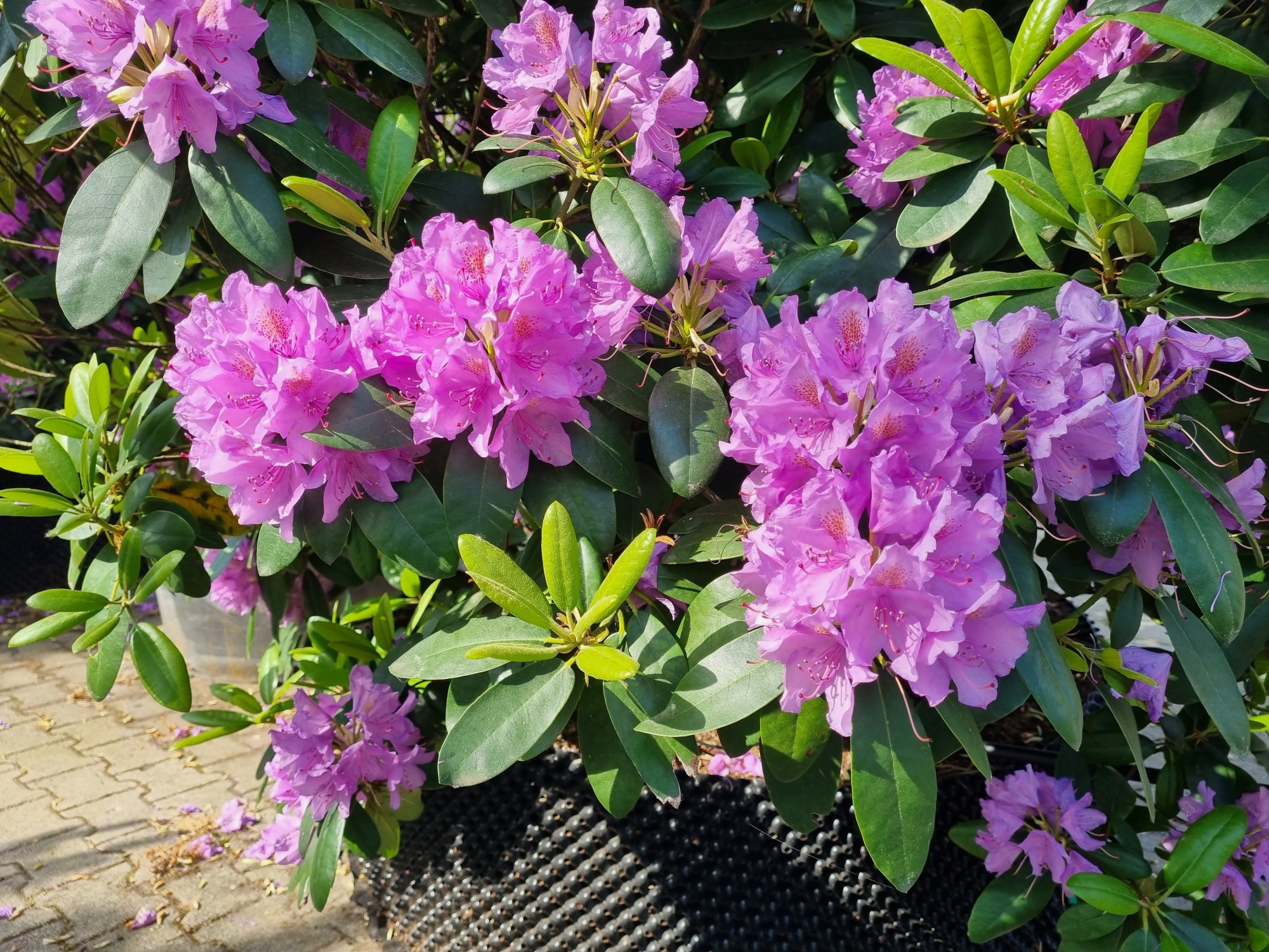 Kaufen Sie einen groen Rhododendron 'Catawbiense Grandiflorum'?