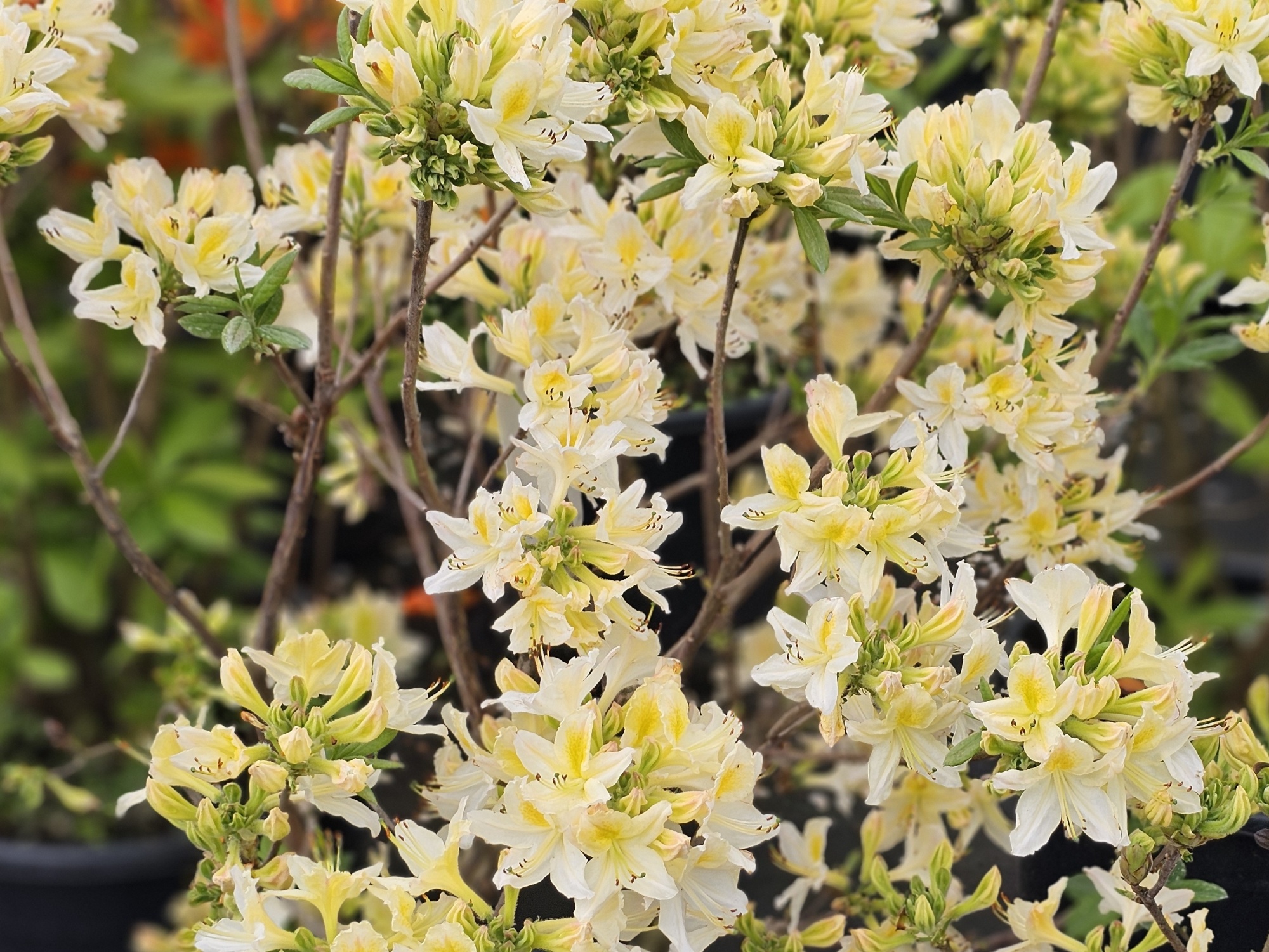 Azalea 'Daviesii', Rhododendron (AP) 'Daviesii' kopen