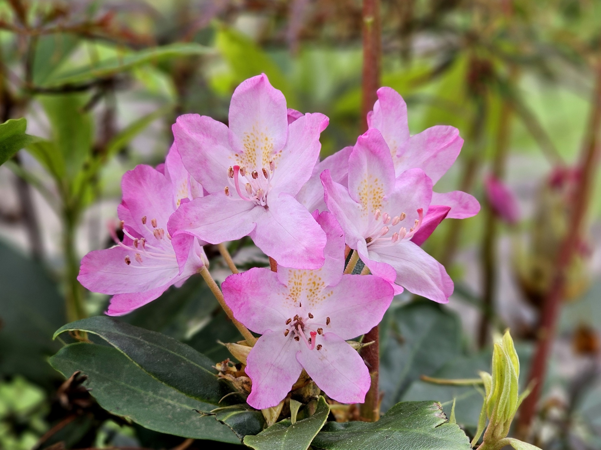 urin rhododendron Rhododendron Dnger - Mineralischer NPK Flssigdnger mit Stickstoff