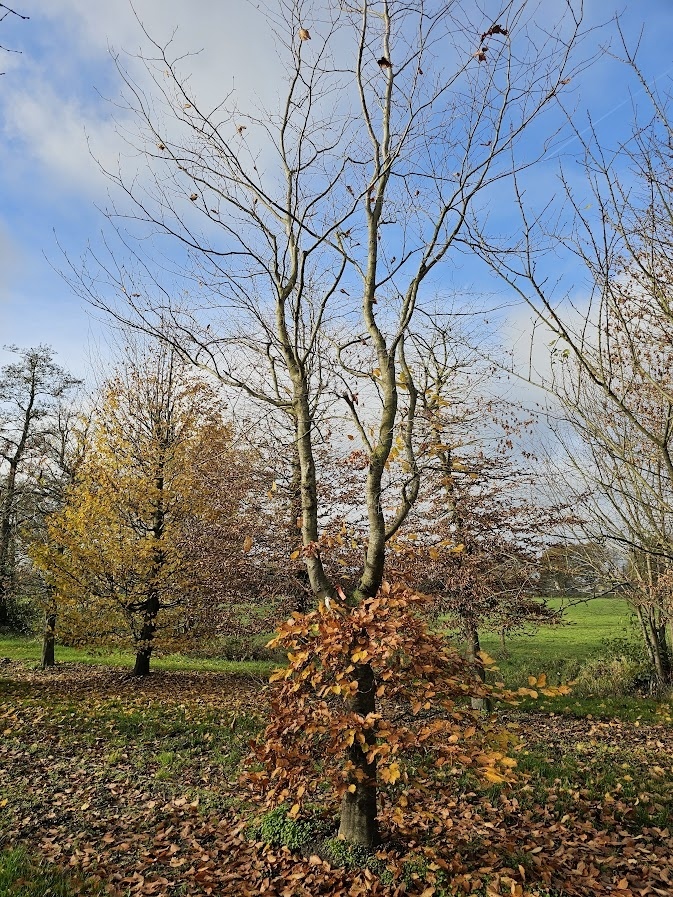 Sie wollen eine Buche als Kletterbaum fr die Kleinen kaufen?